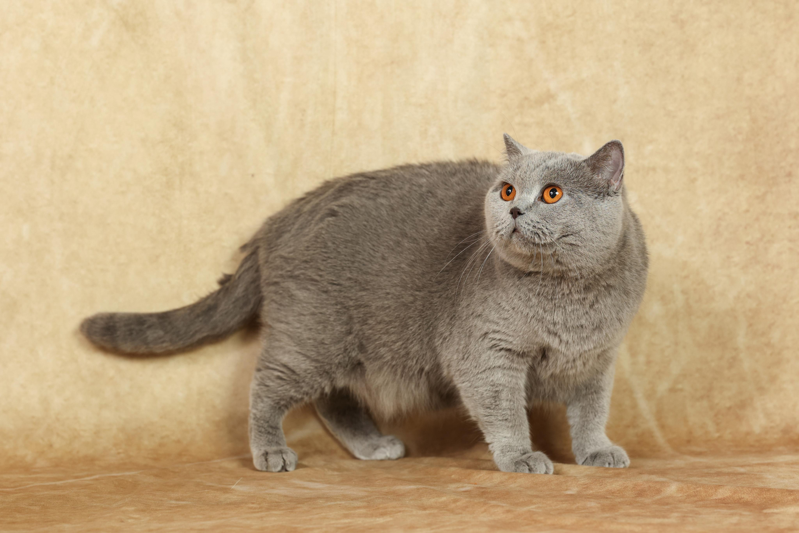 Cats. Time machine Studio