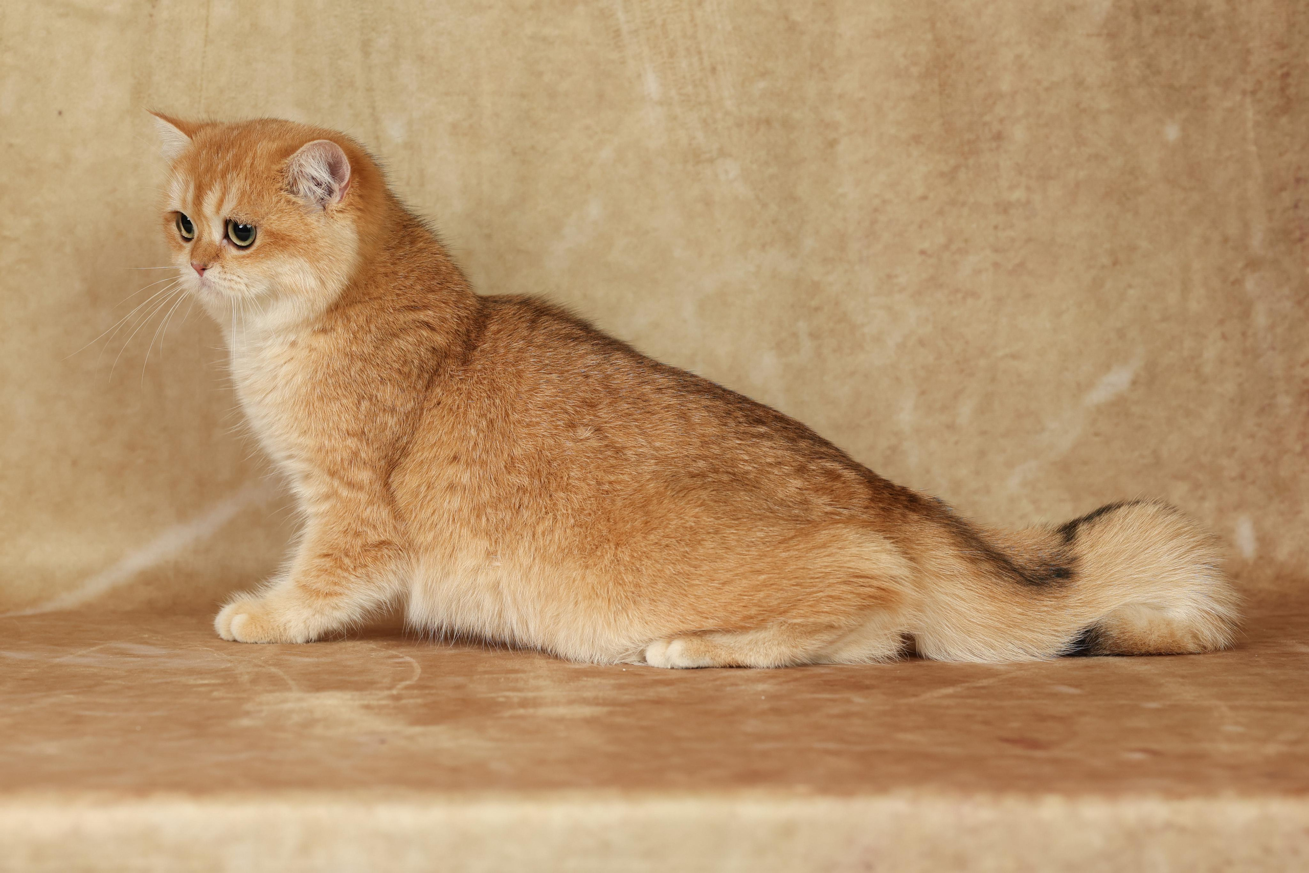 Cats. Time machine Studio