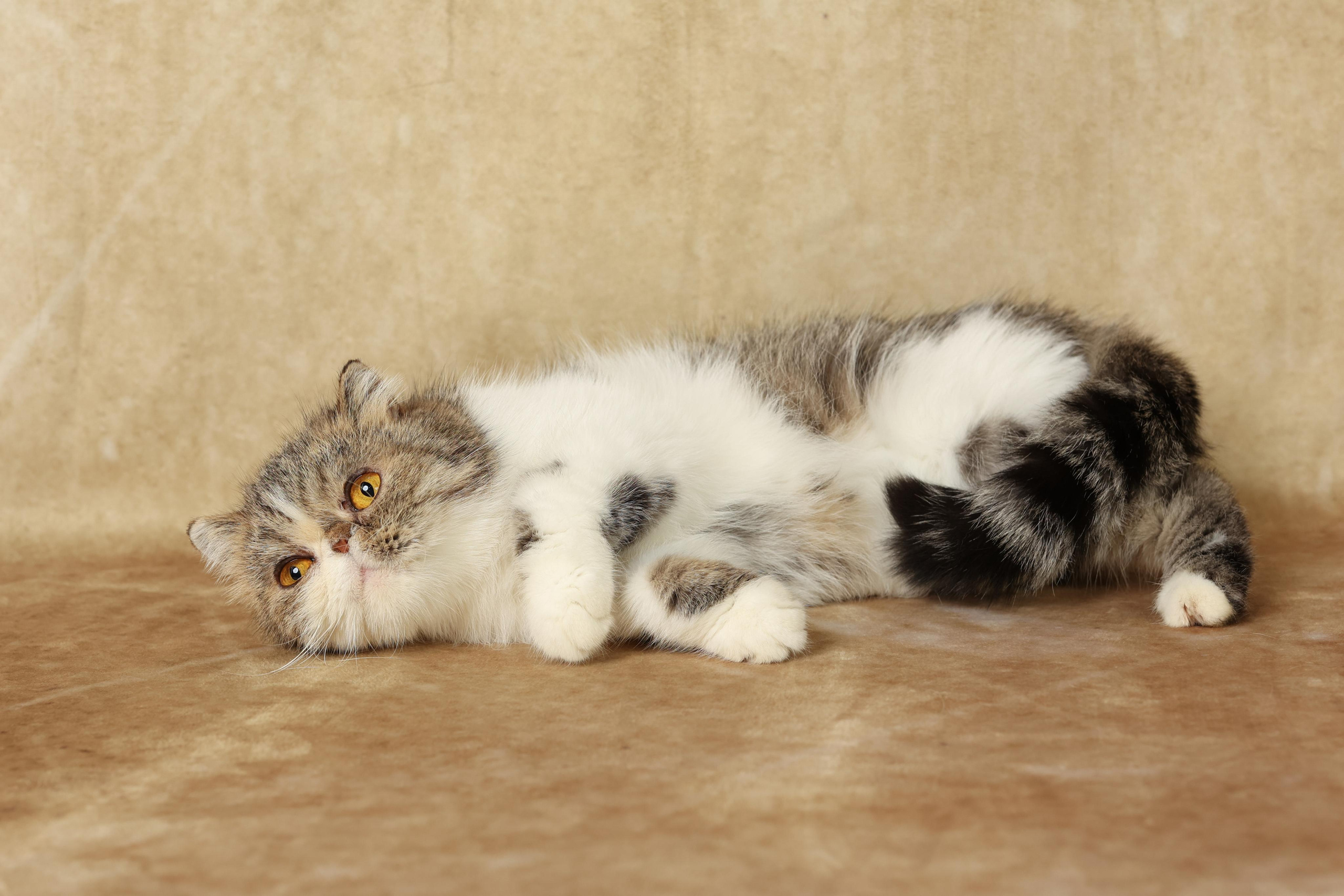 Cats. Time machine Studio