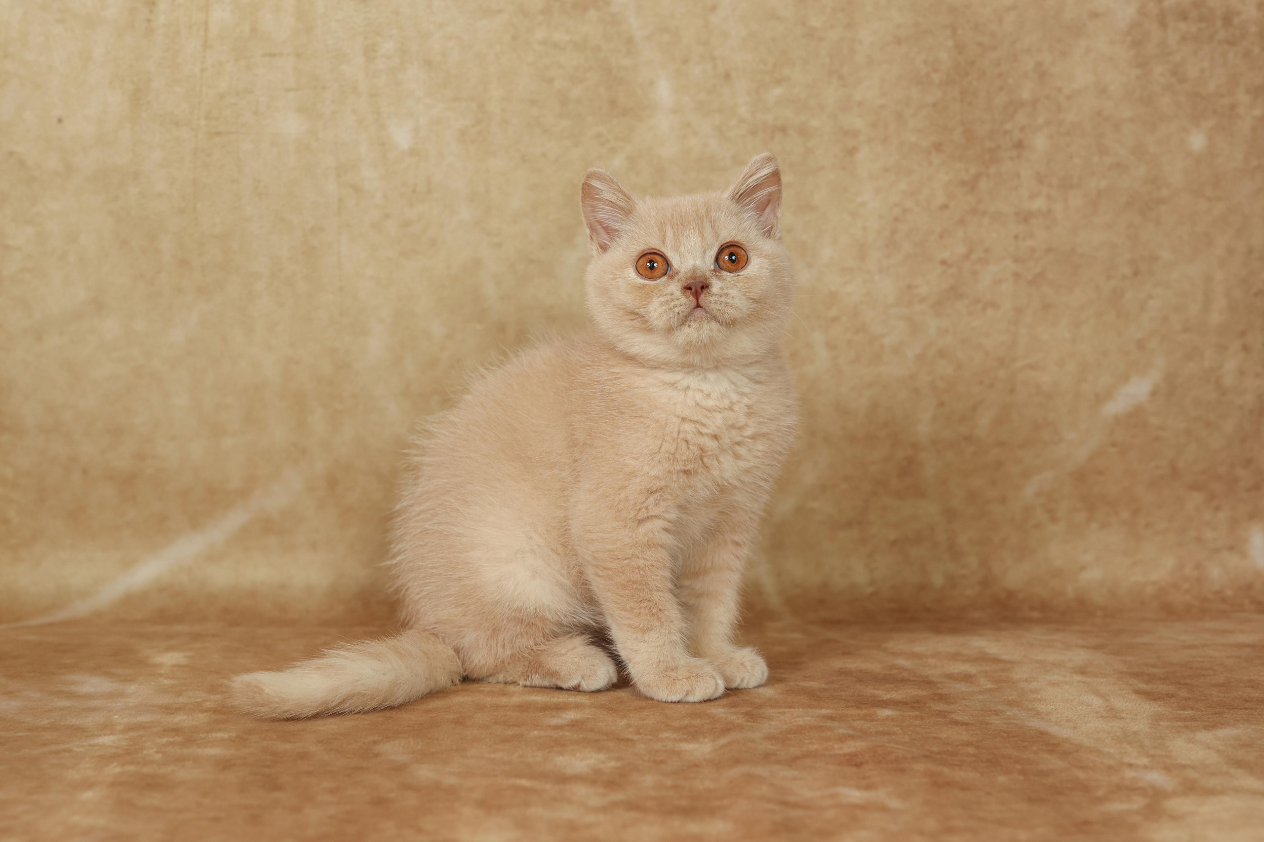 Cats. Time machine Studio