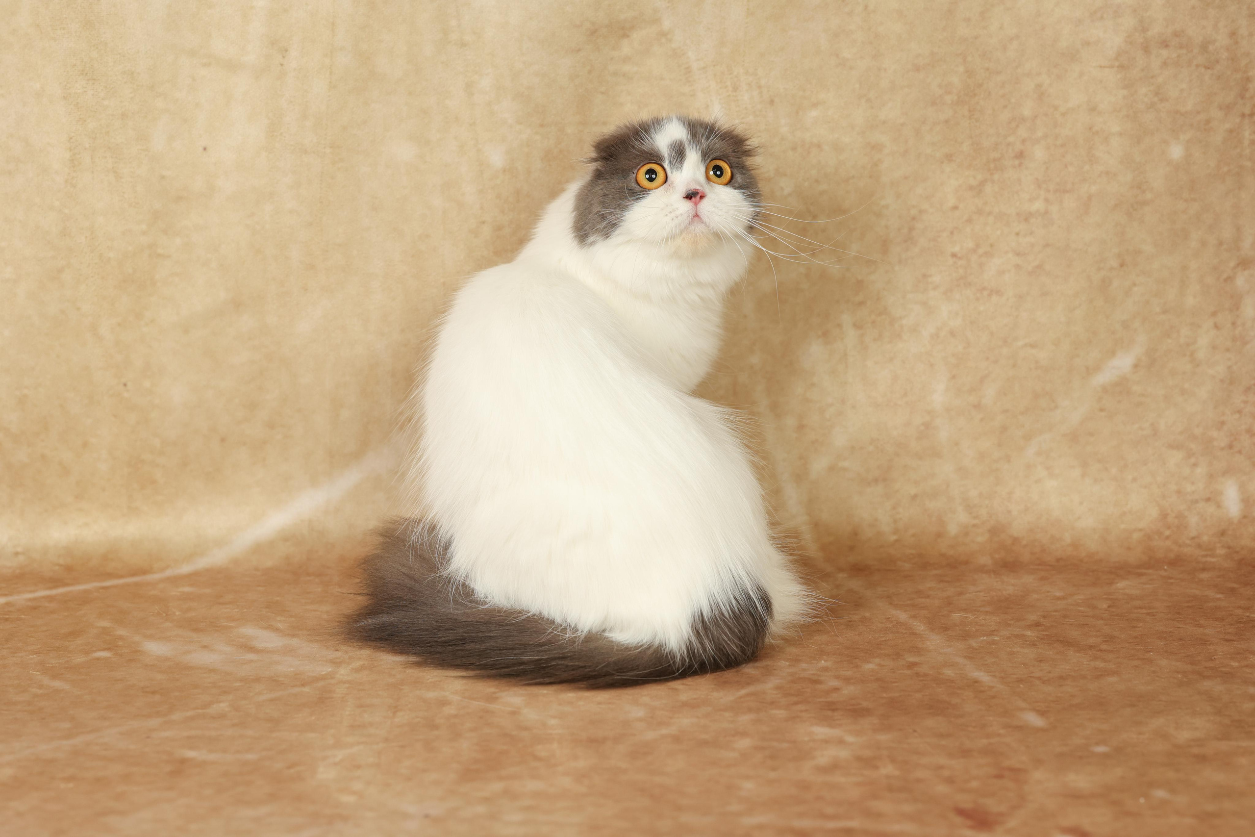 Cats. Time machine Studio