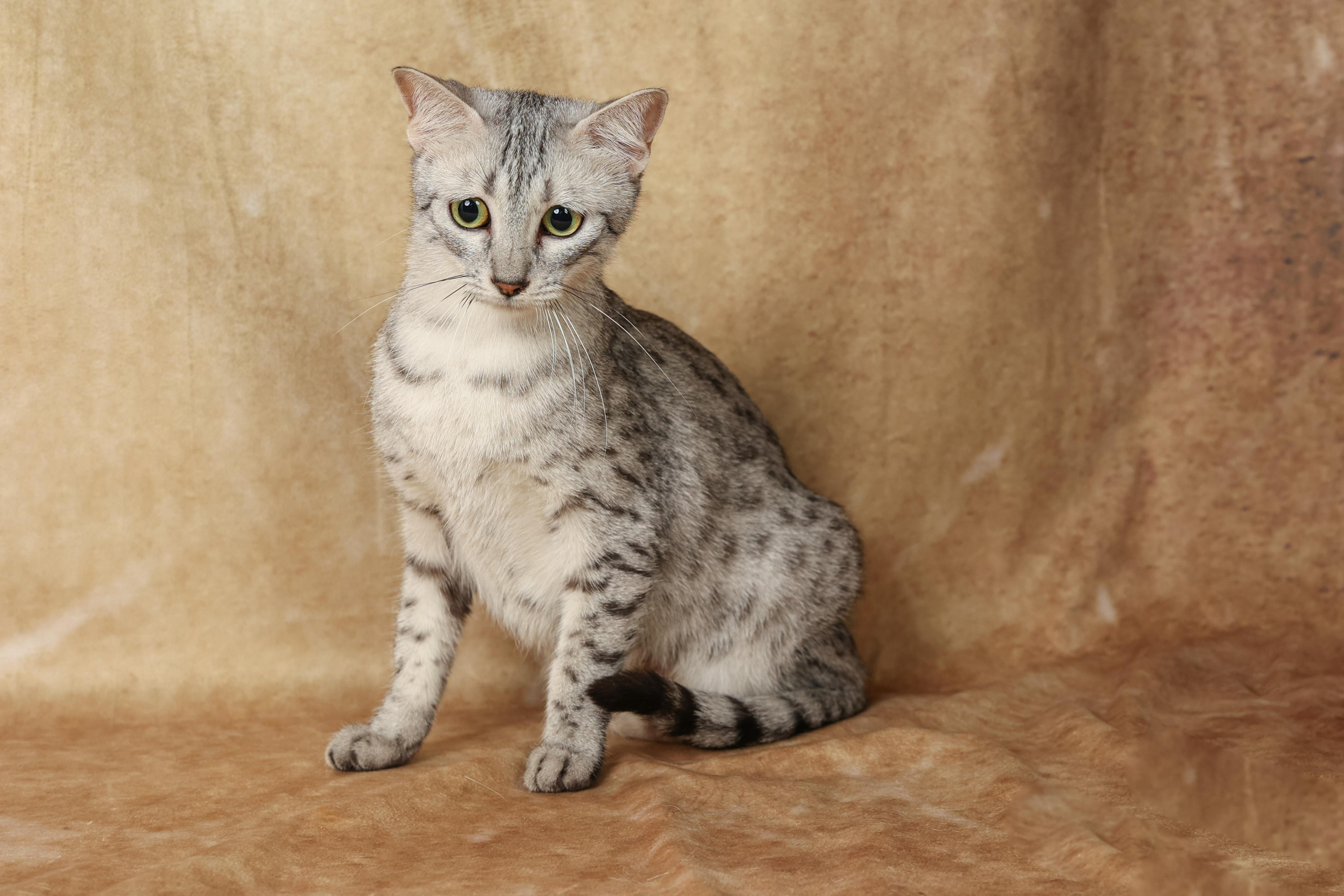 Cats. Time machine Studio