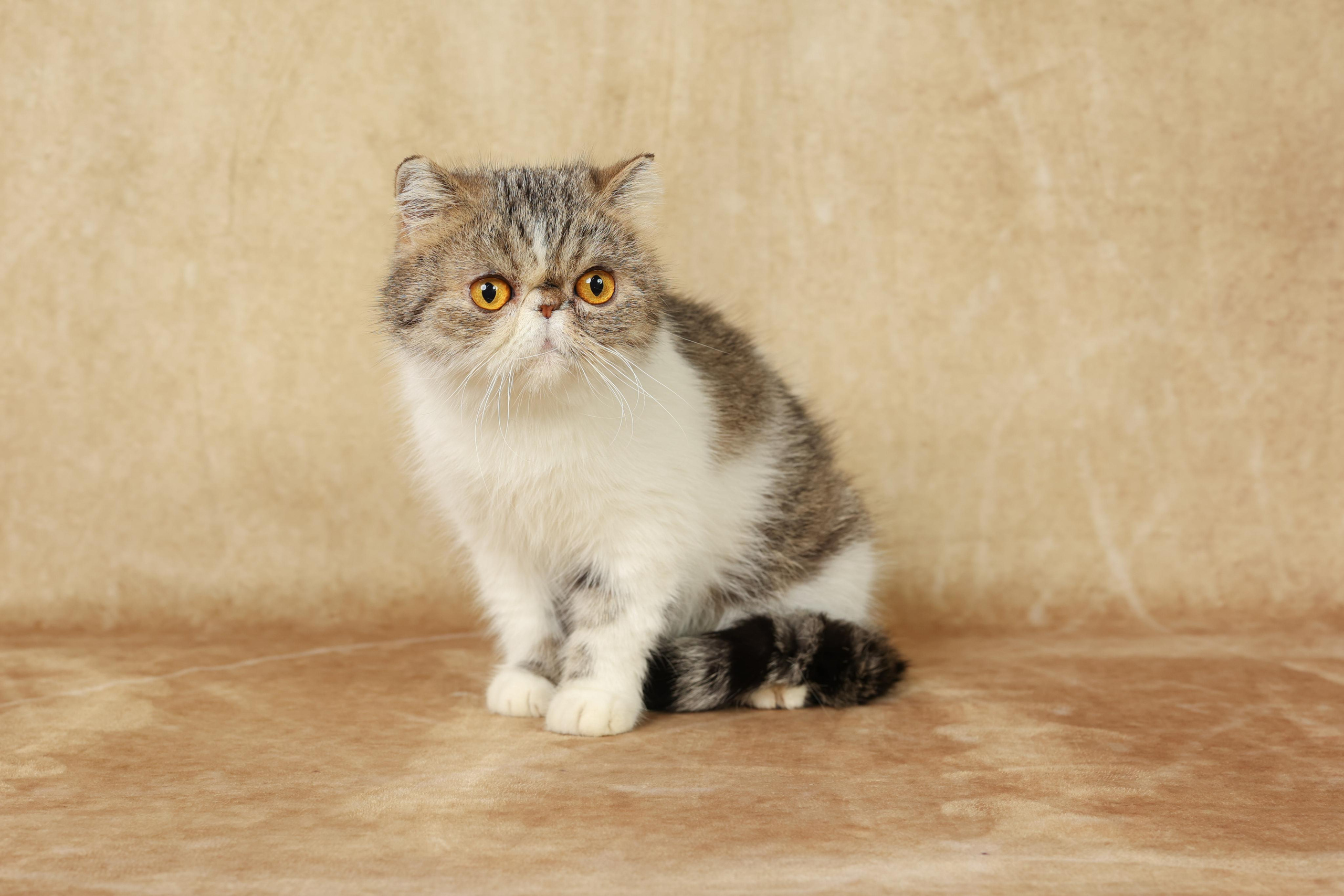 Cats. Time machine Studio