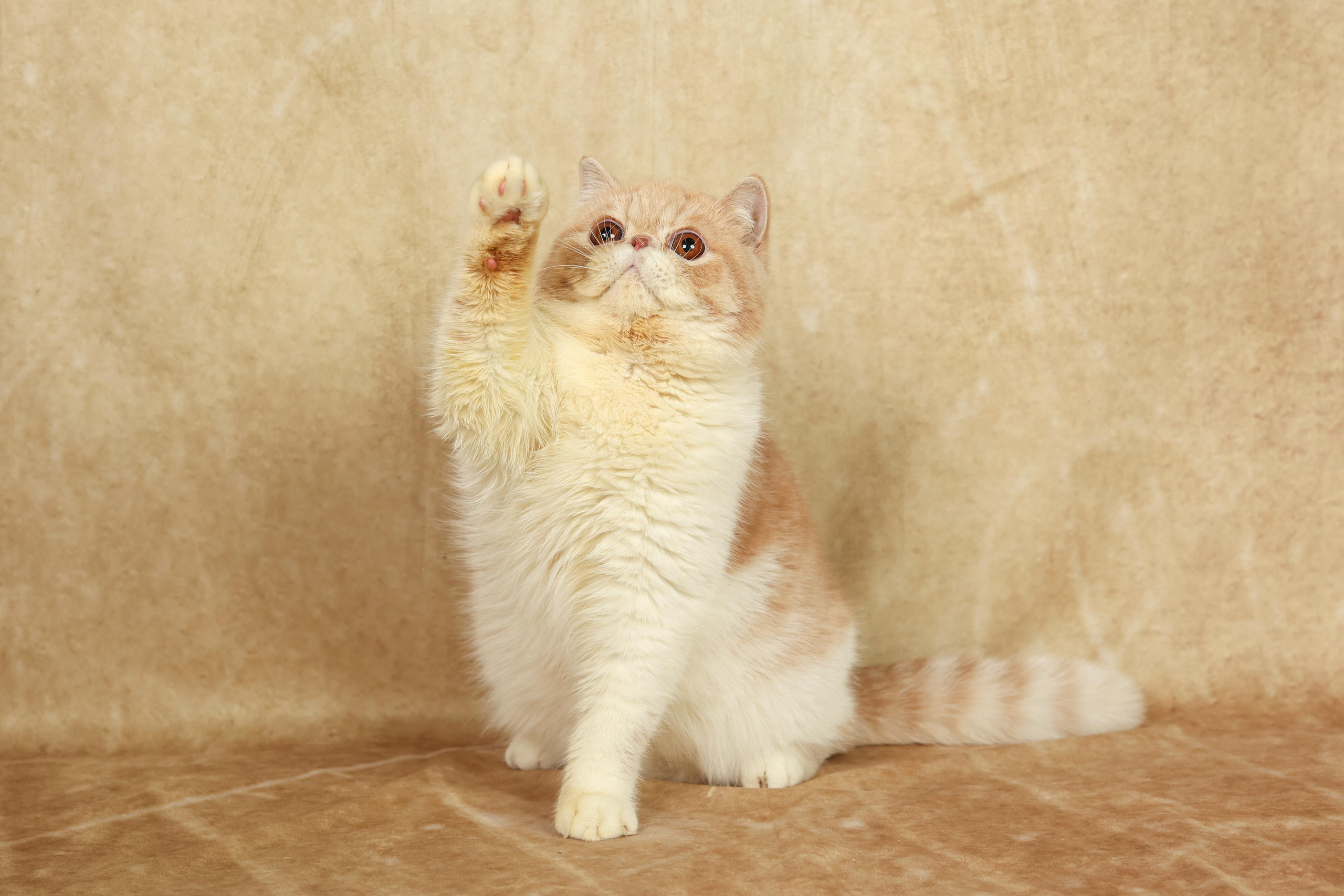 Cats. Time machine Studio