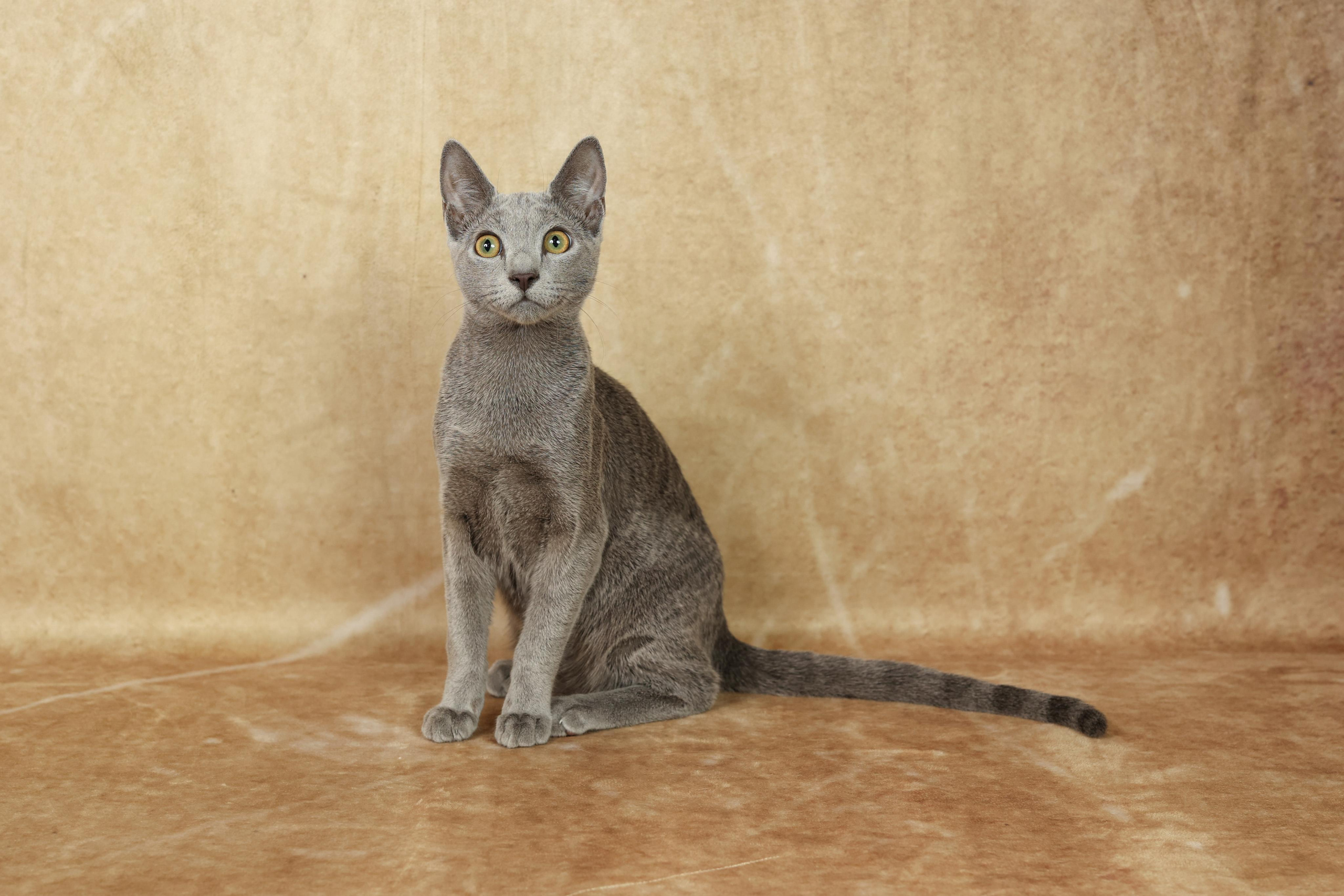 Cats. Time machine Studio