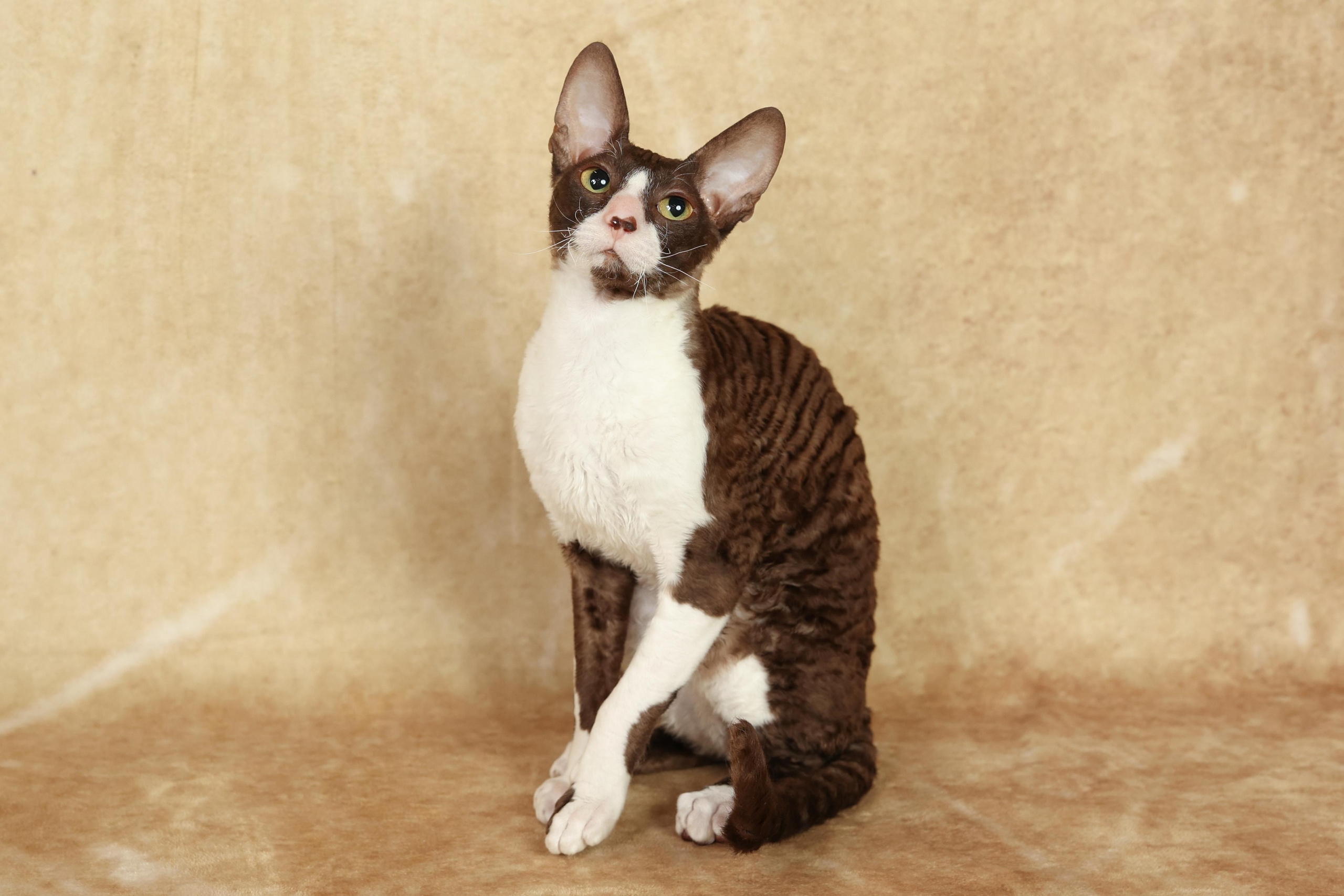 Cats. Time machine Studio