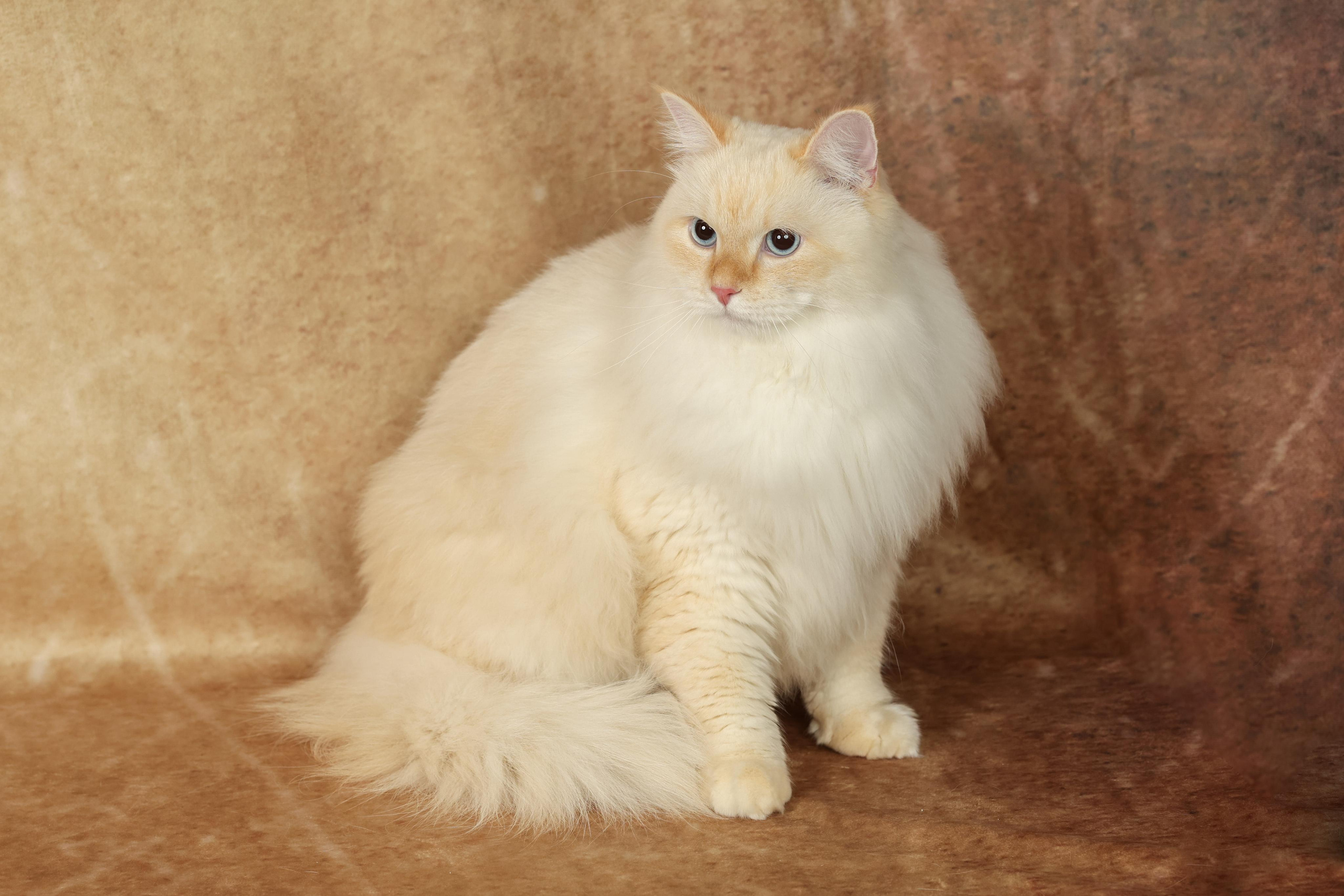 Cats. Time machine Studio