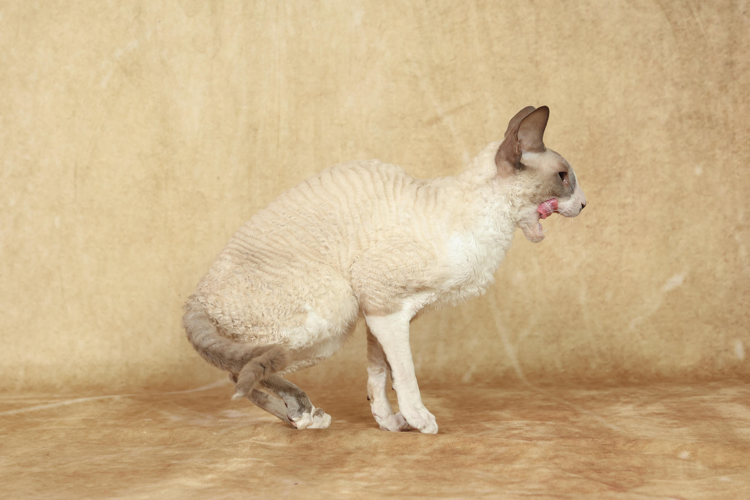 Cats. Time machine Studio