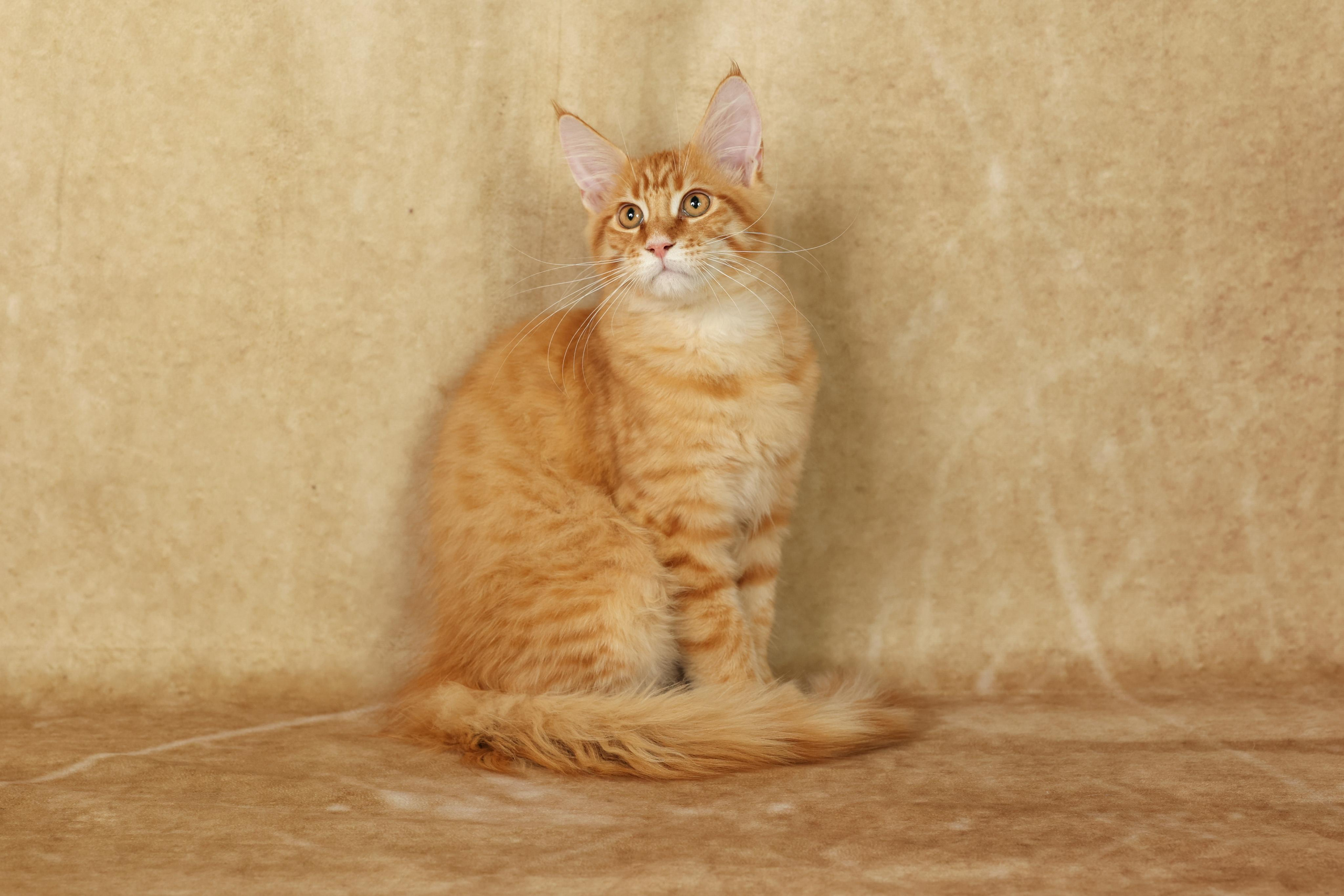 Cats. Time machine Studio