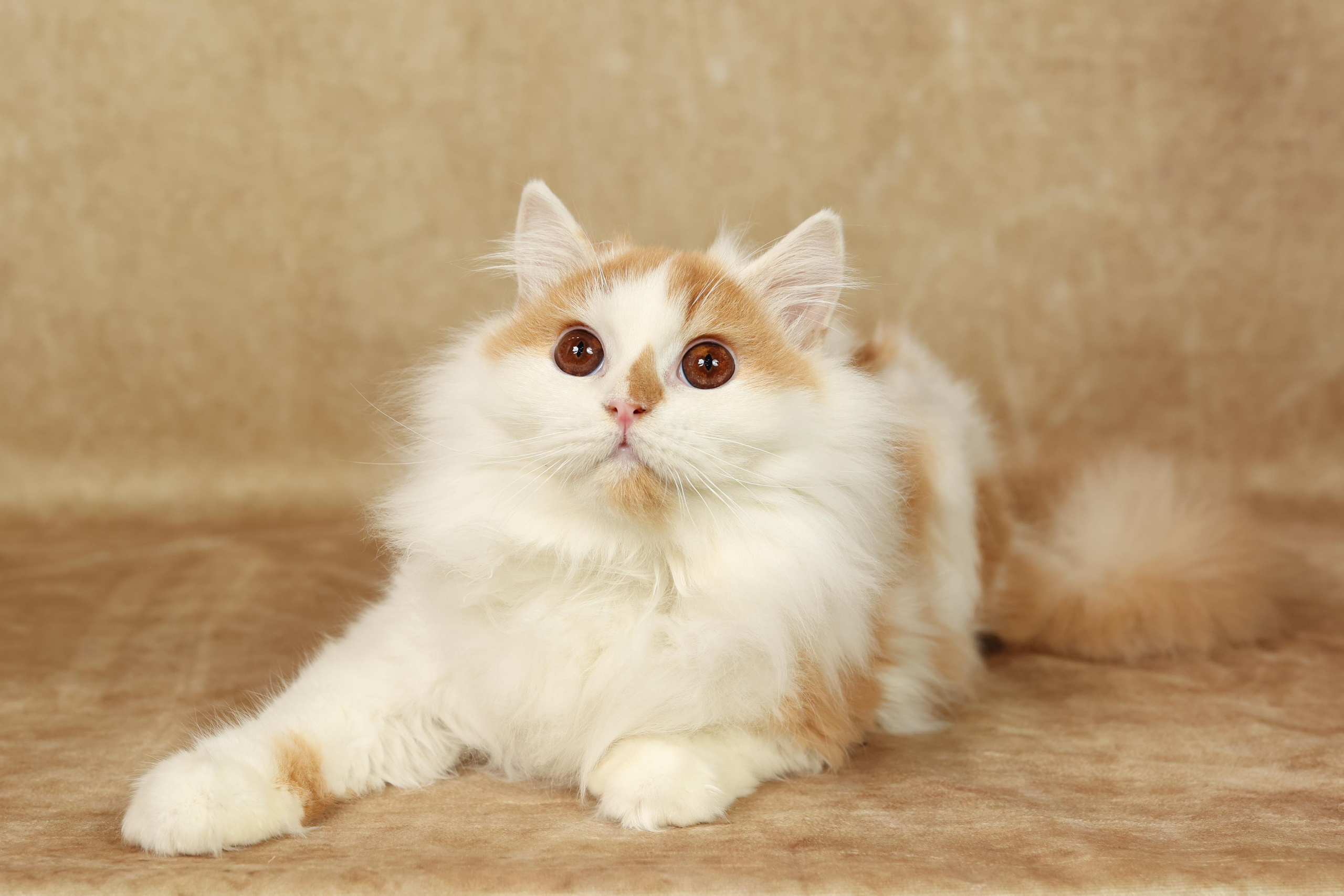 Cats. Time machine Studio