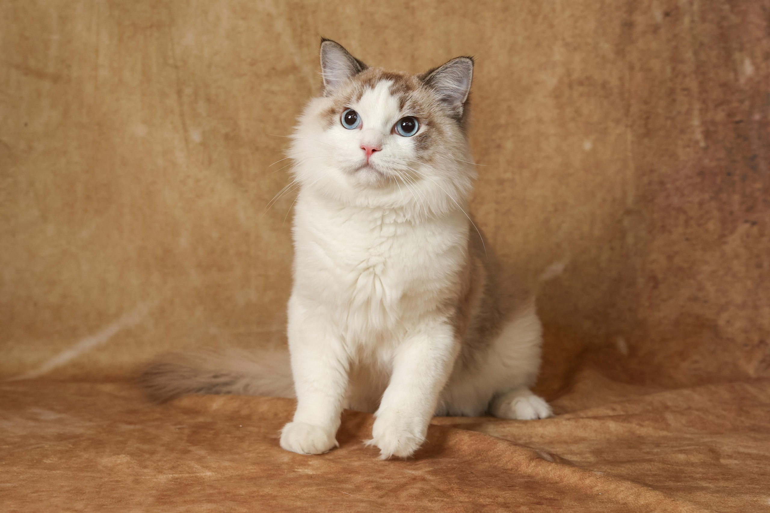 Cats. Time machine Studio