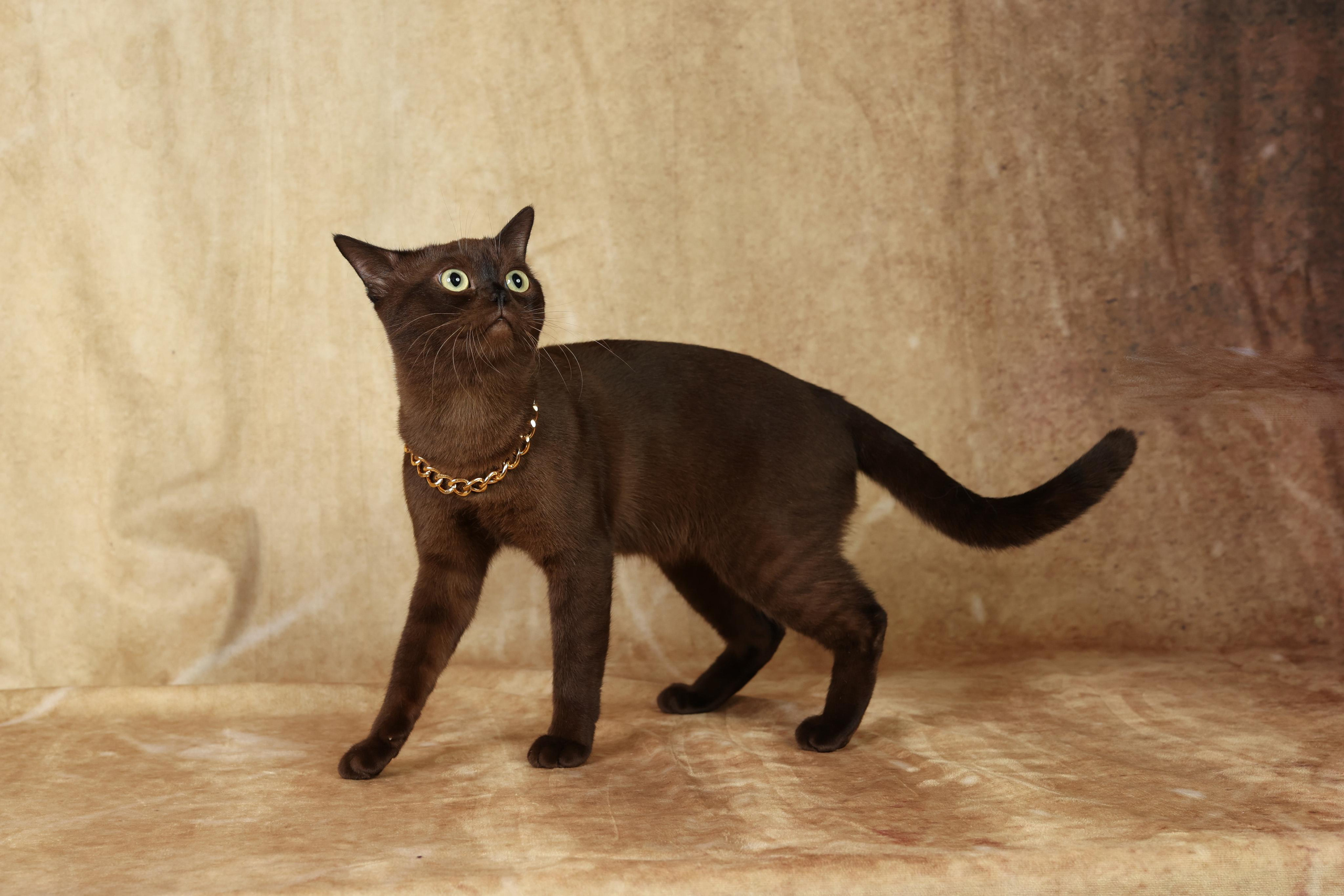 Cats. Time machine Studio