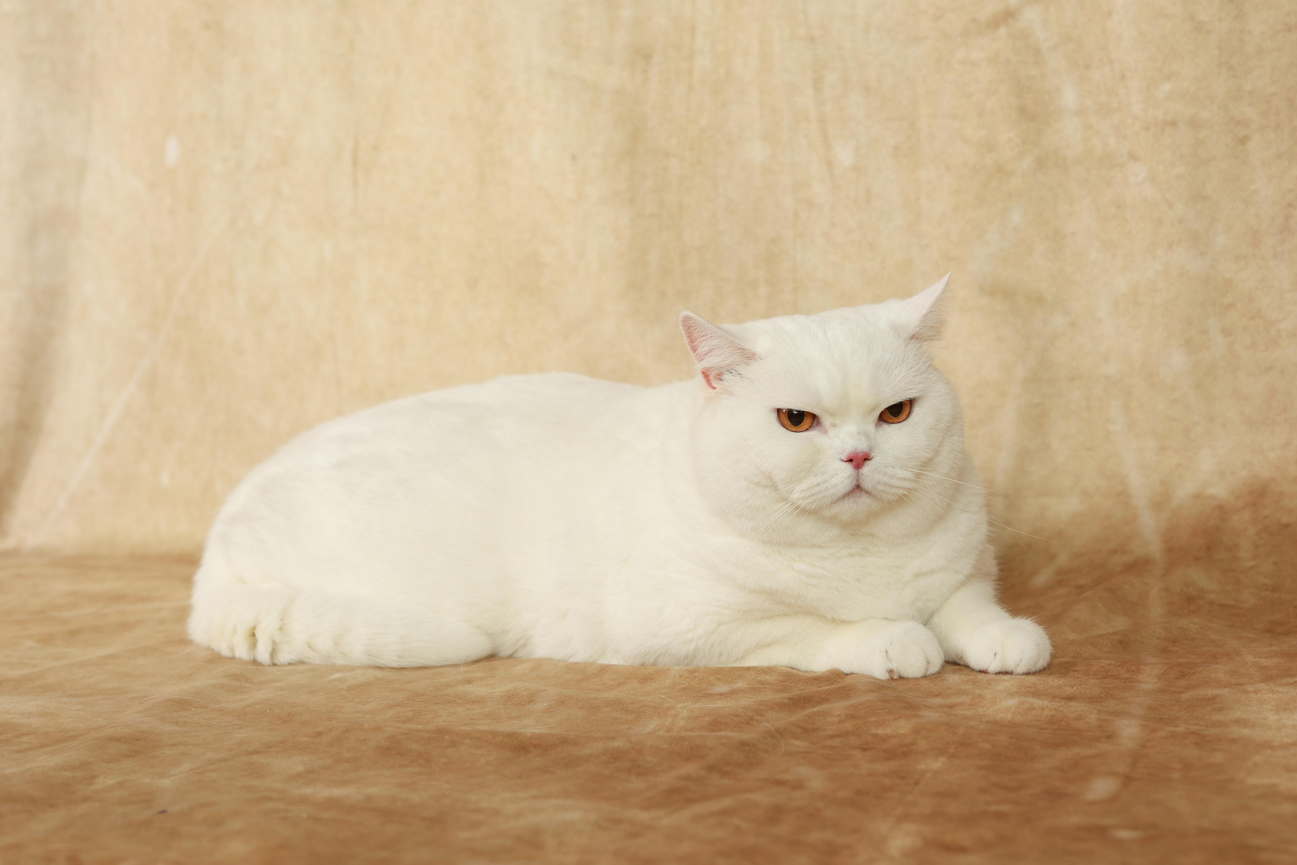 Cats. Time machine Studio