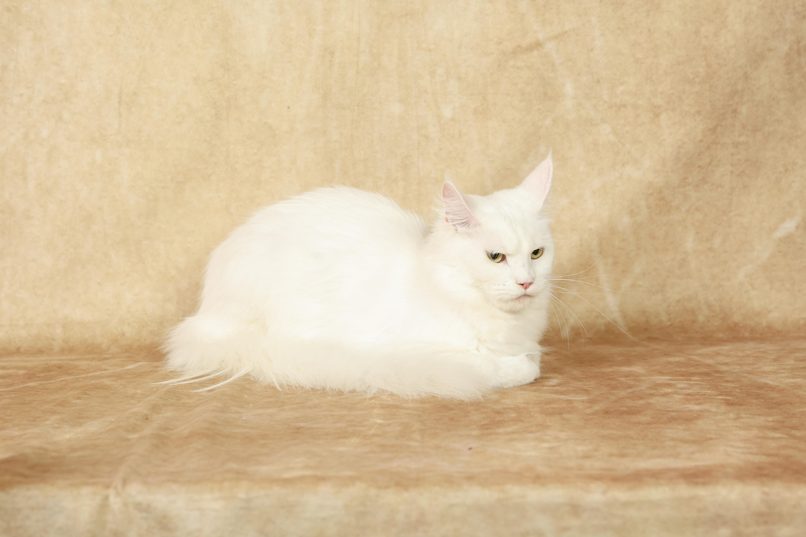 Cats. Time machine Studio