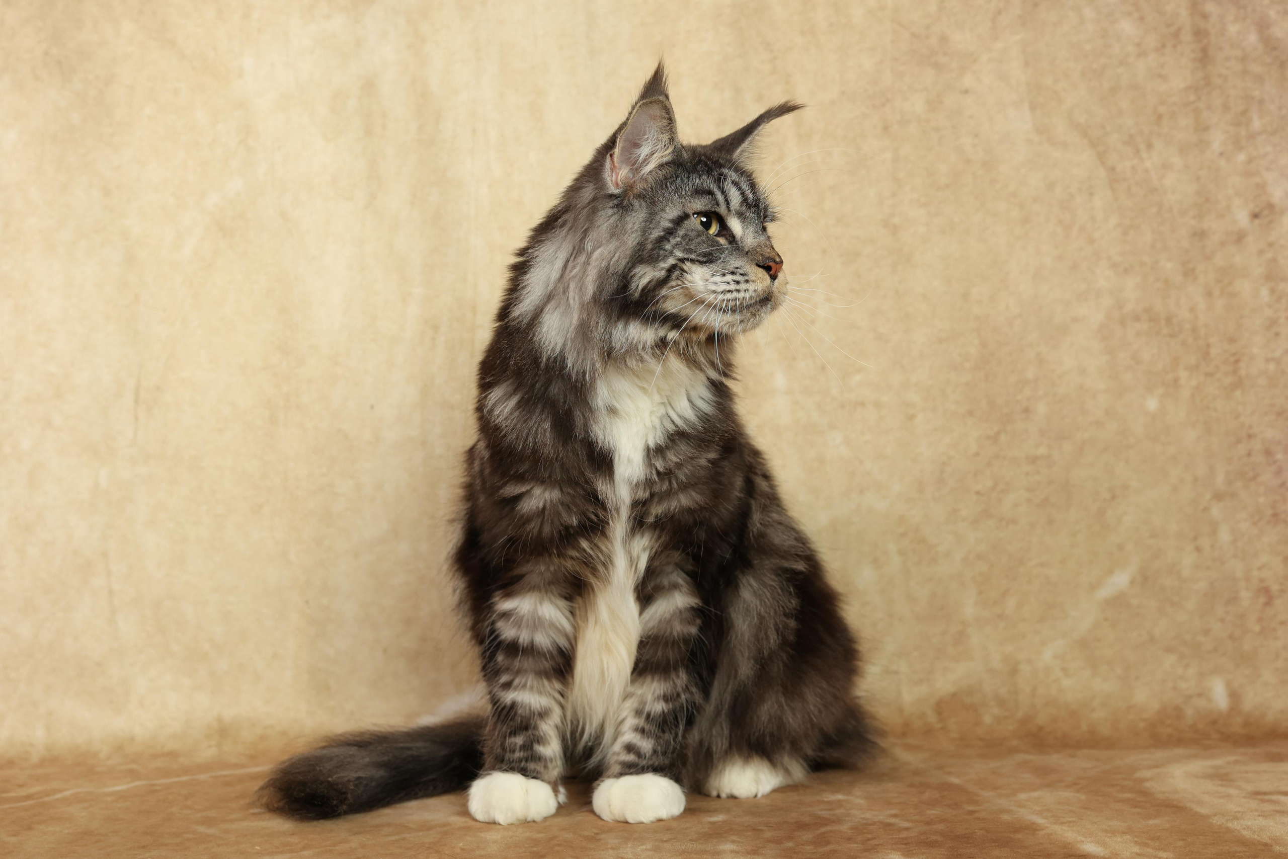 Cats. Time machine Studio