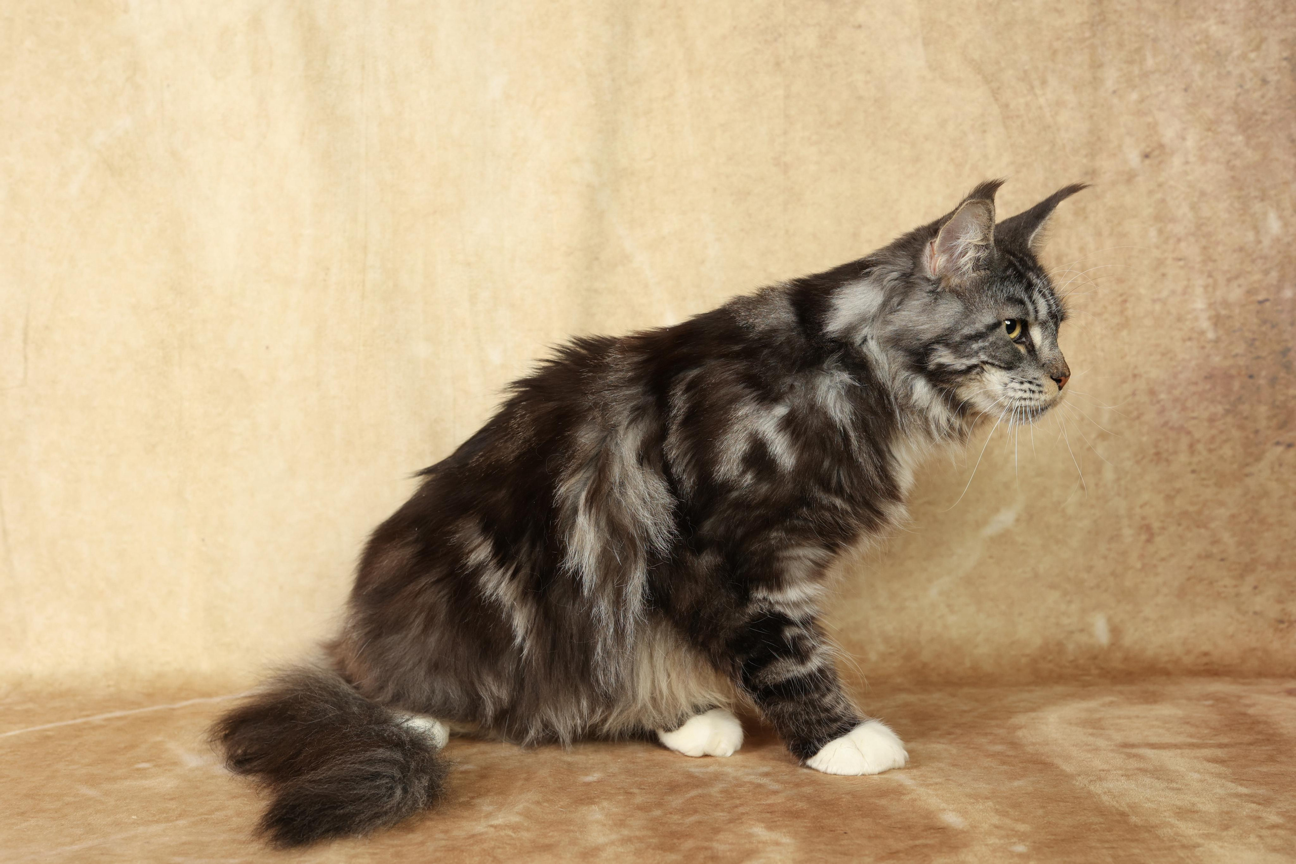 Cats. Time machine Studio