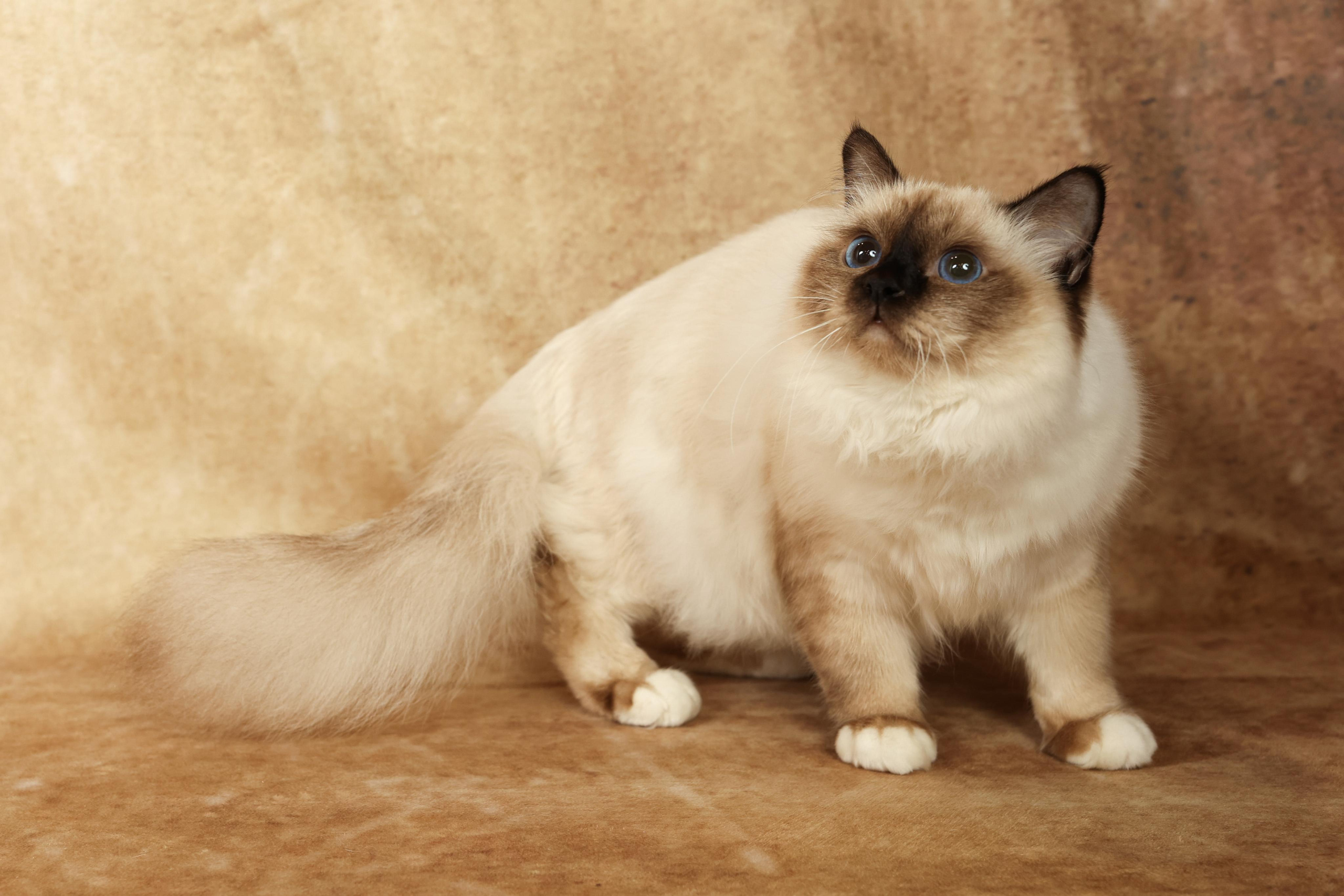 Cats. Time machine Studio