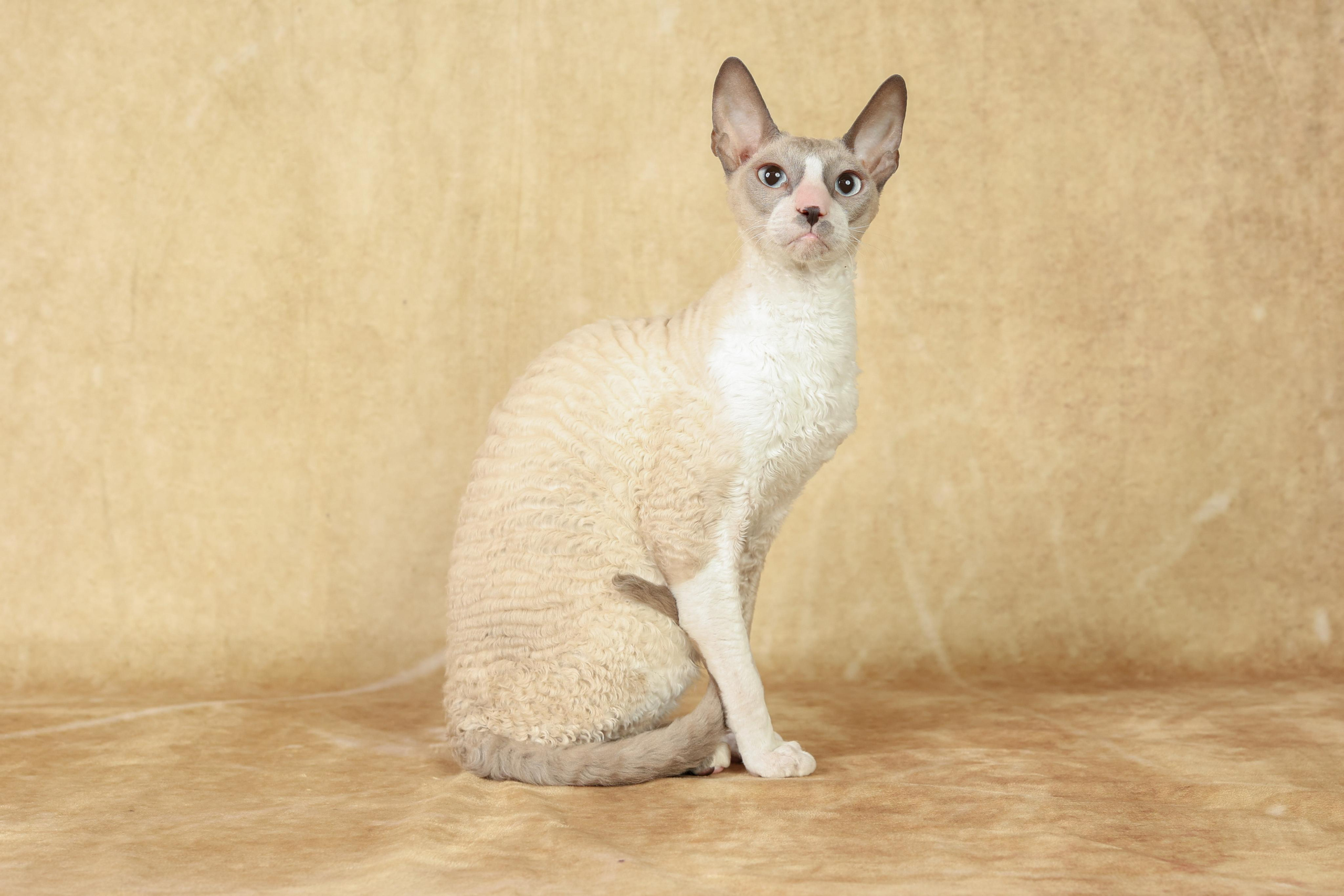 Cats. Time machine Studio