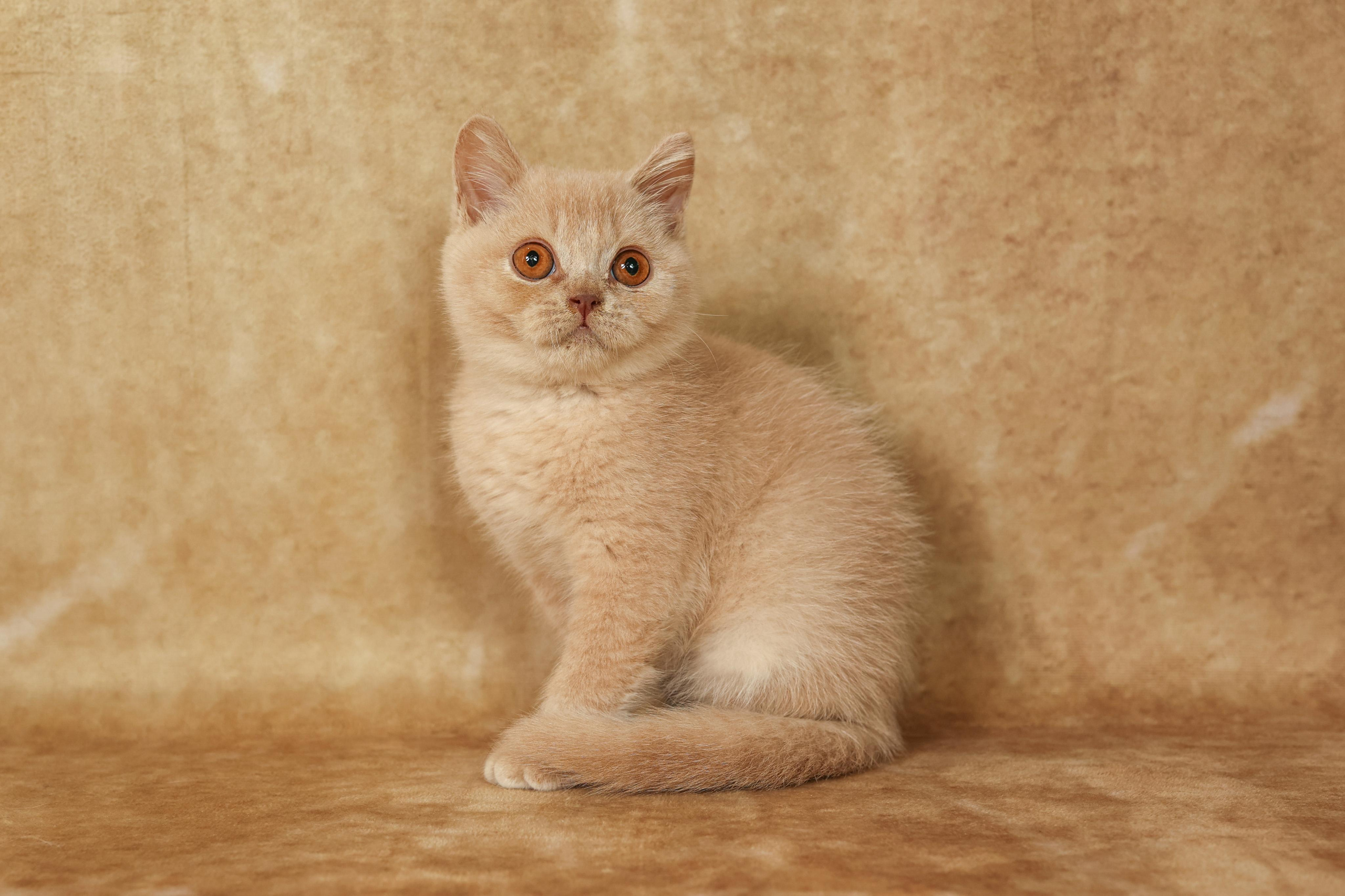 Cats. Time machine Studio