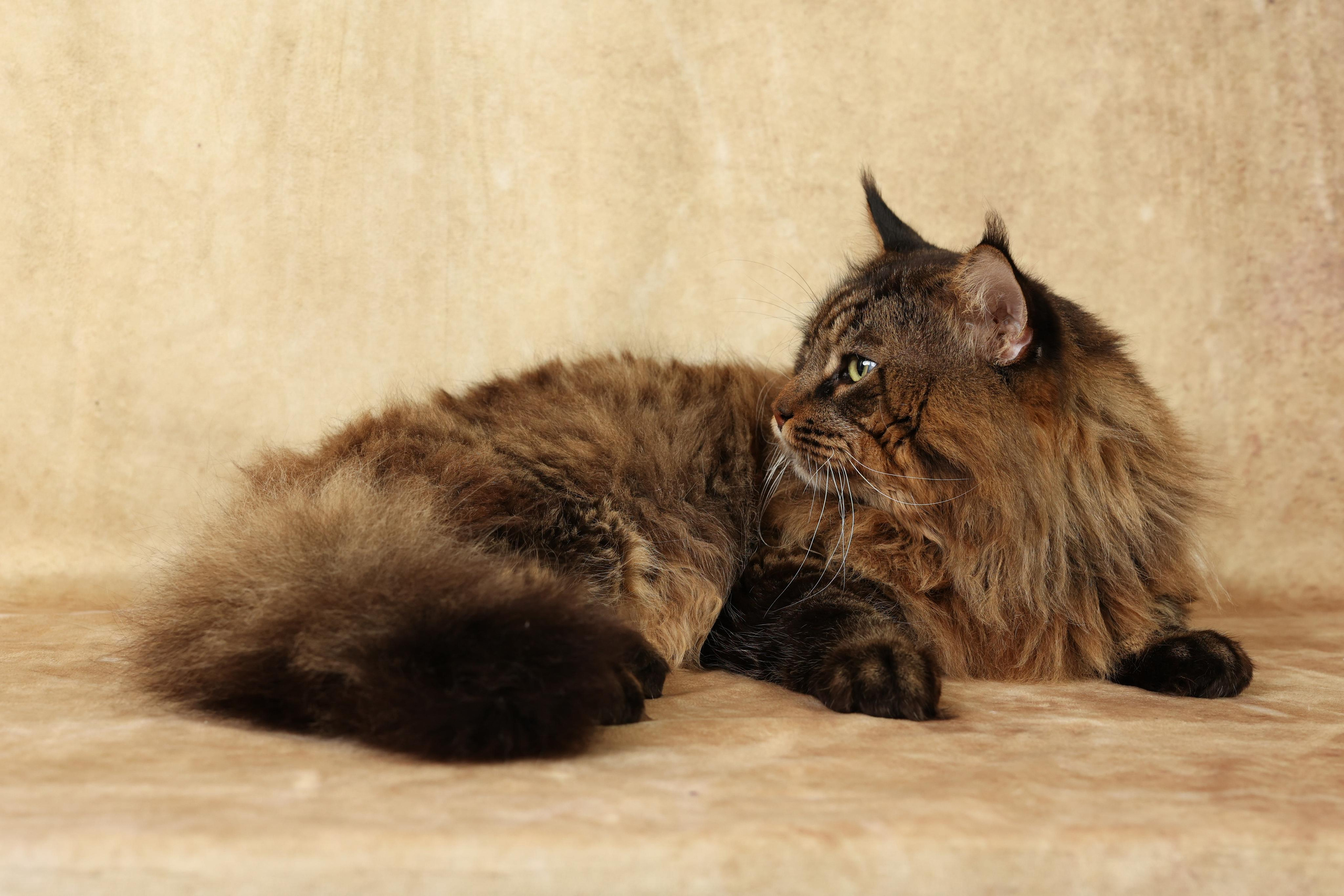 Cats. Time machine Studio