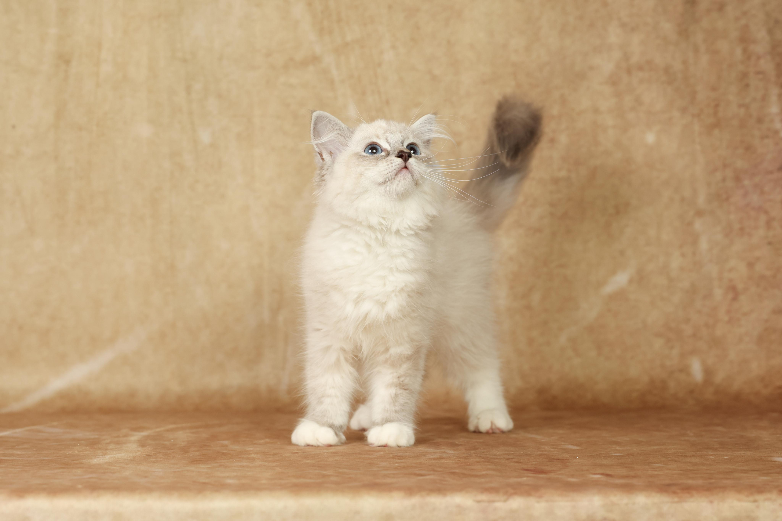 Cats. Time machine Studio