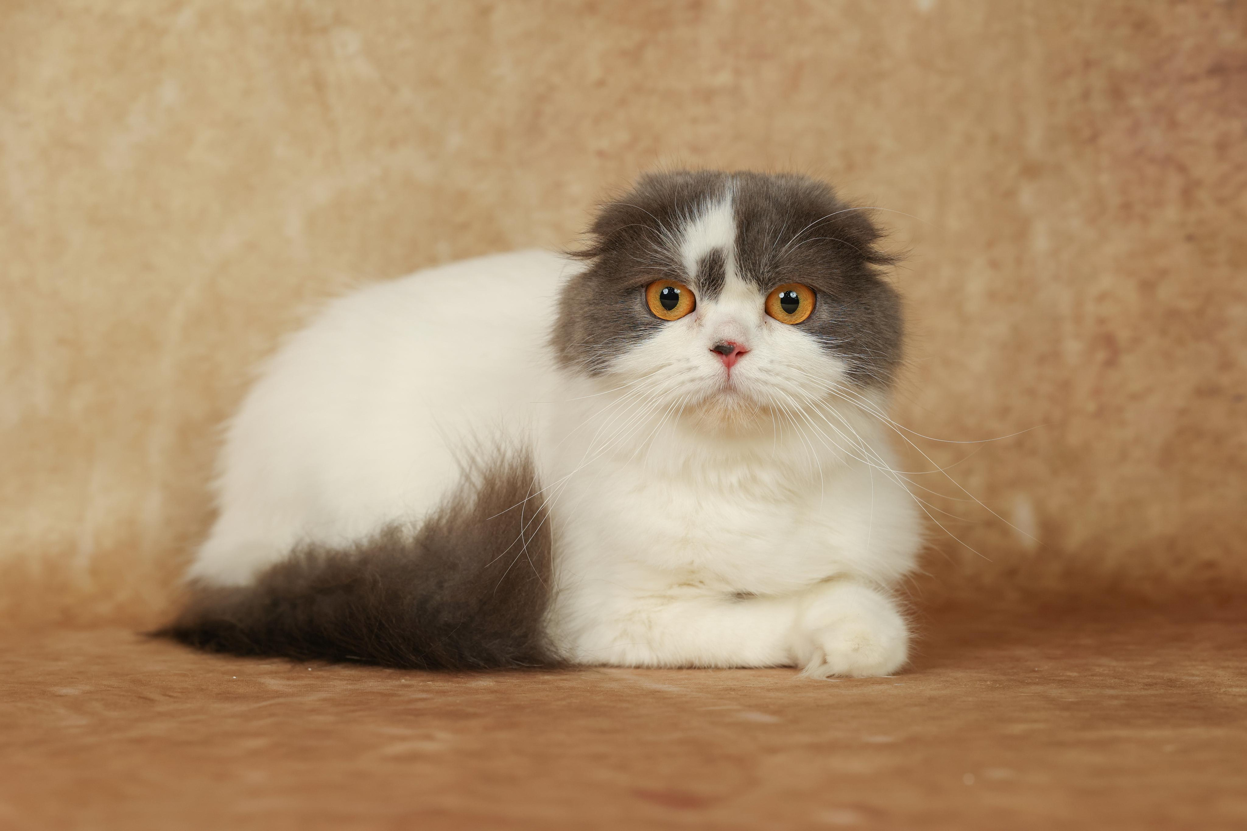 Cats. Time machine Studio