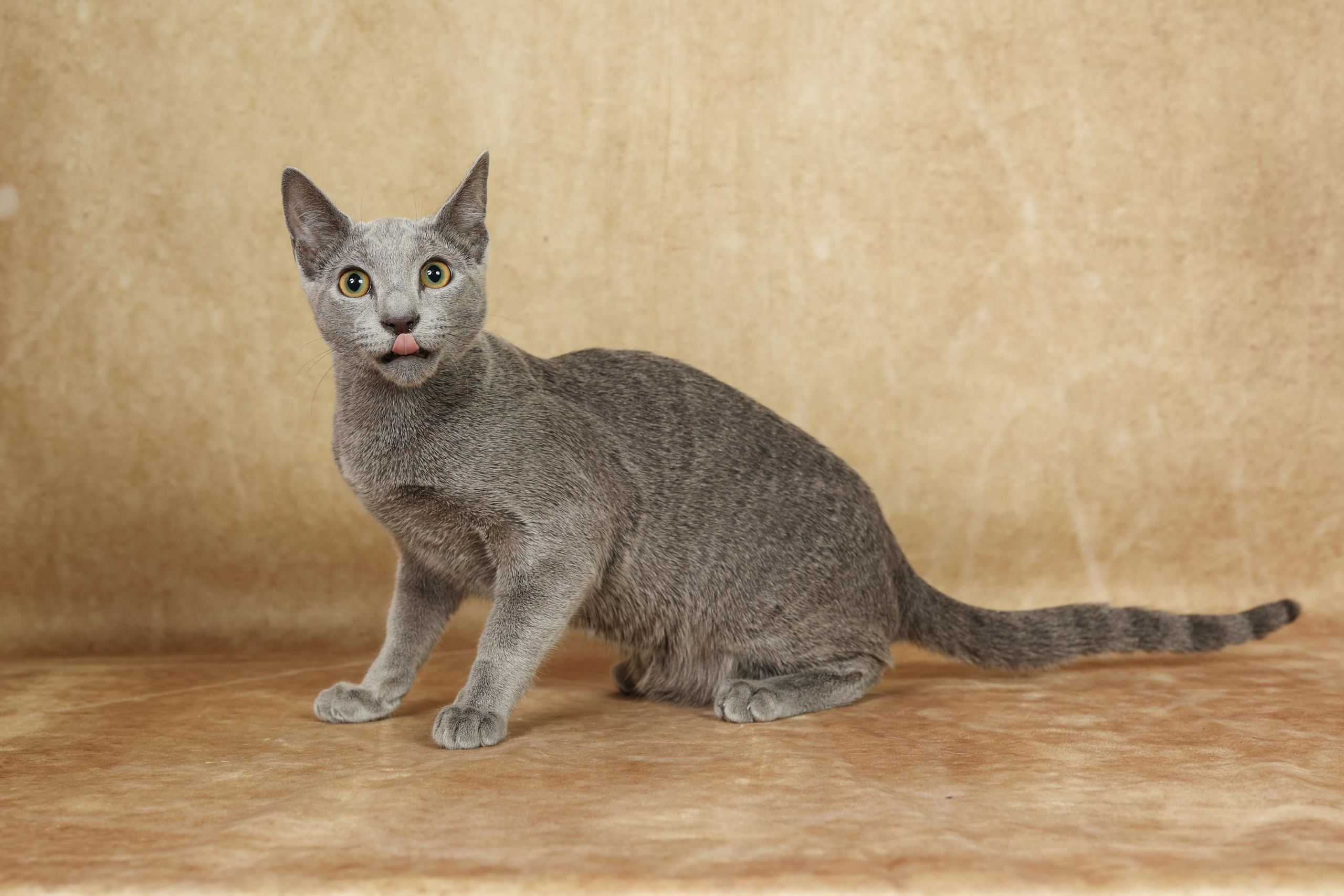 Cats. Time machine Studio