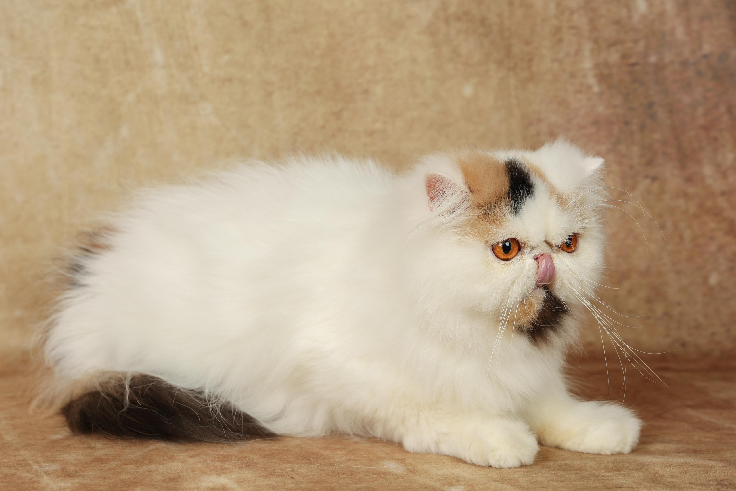 Cats. Time machine Studio