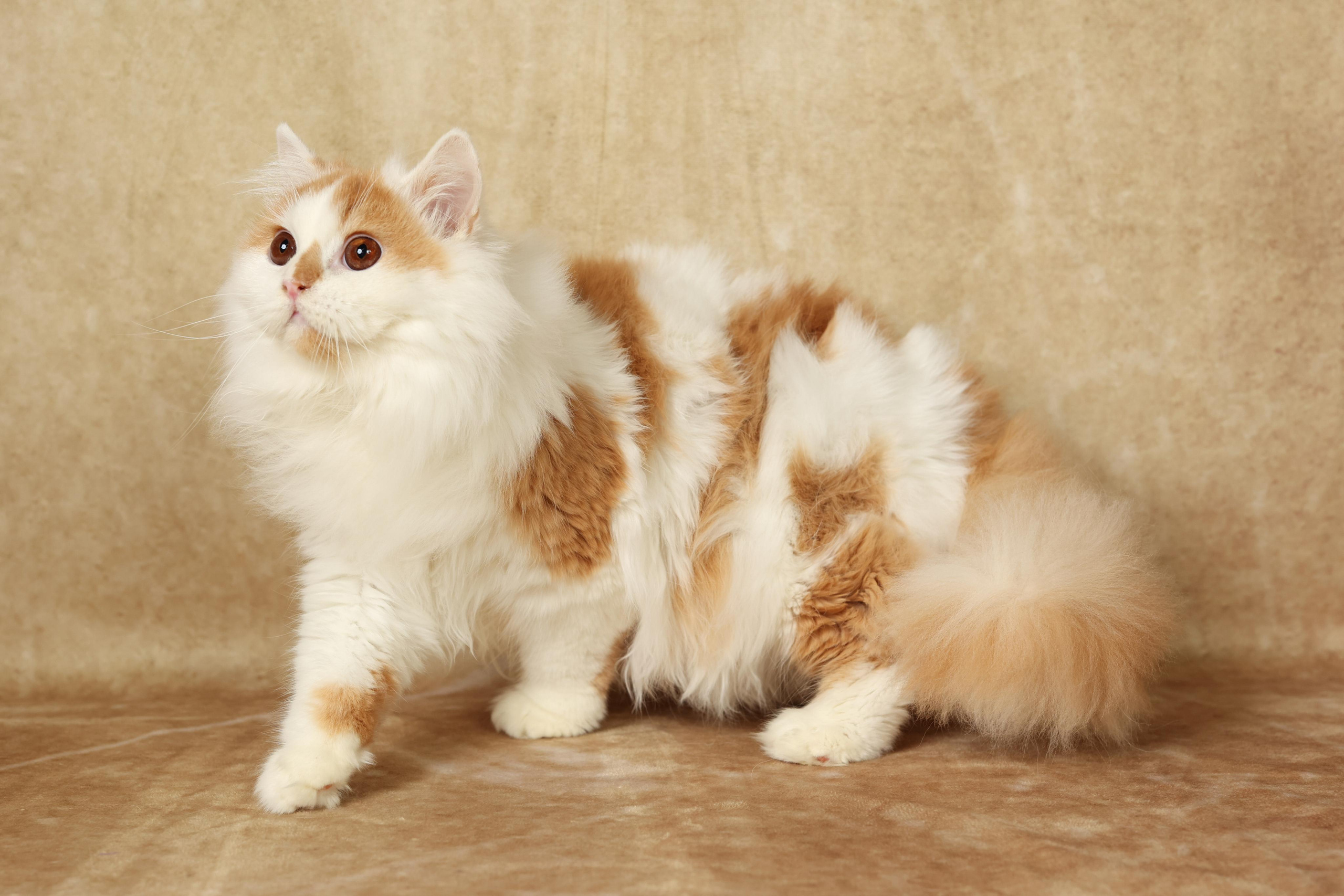 Cats. Time machine Studio