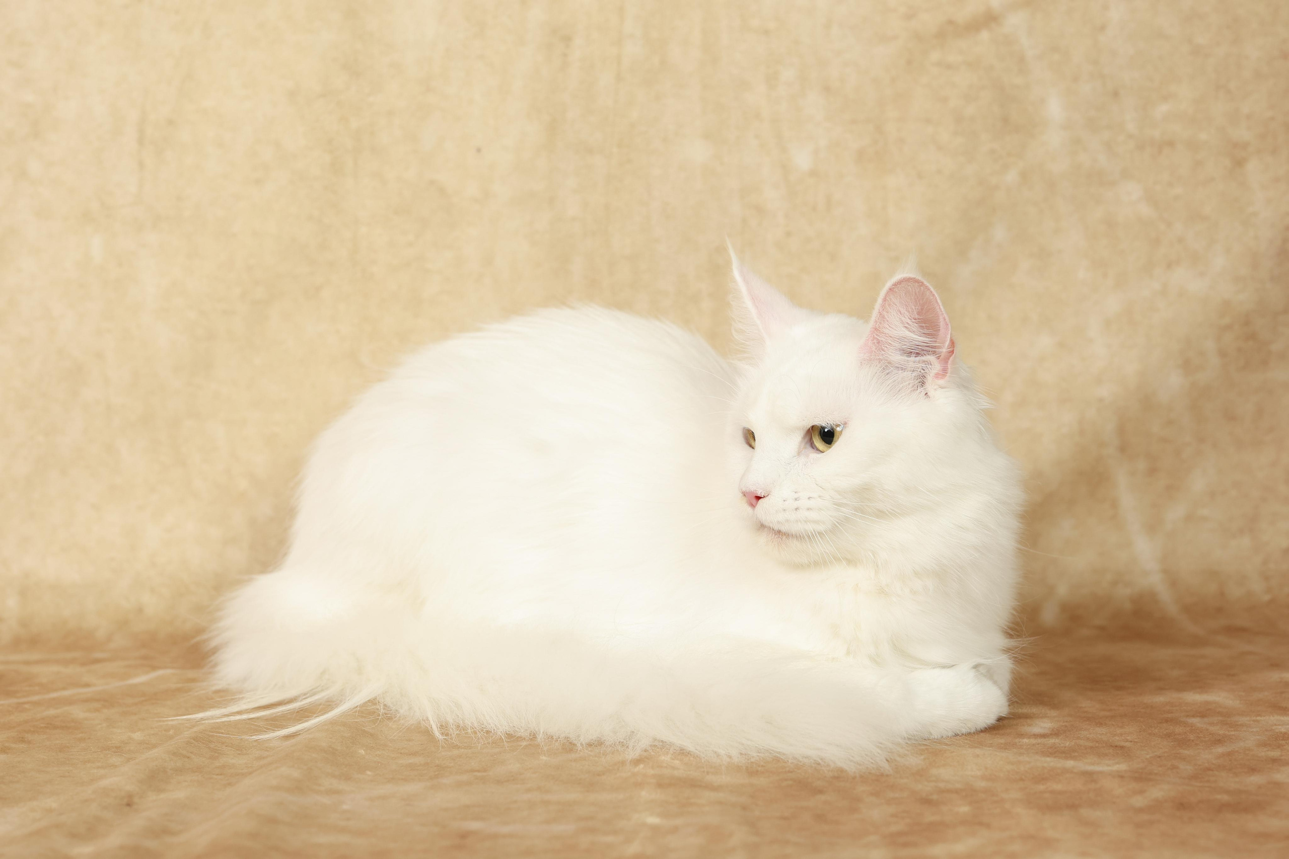 Cats. Time machine Studio