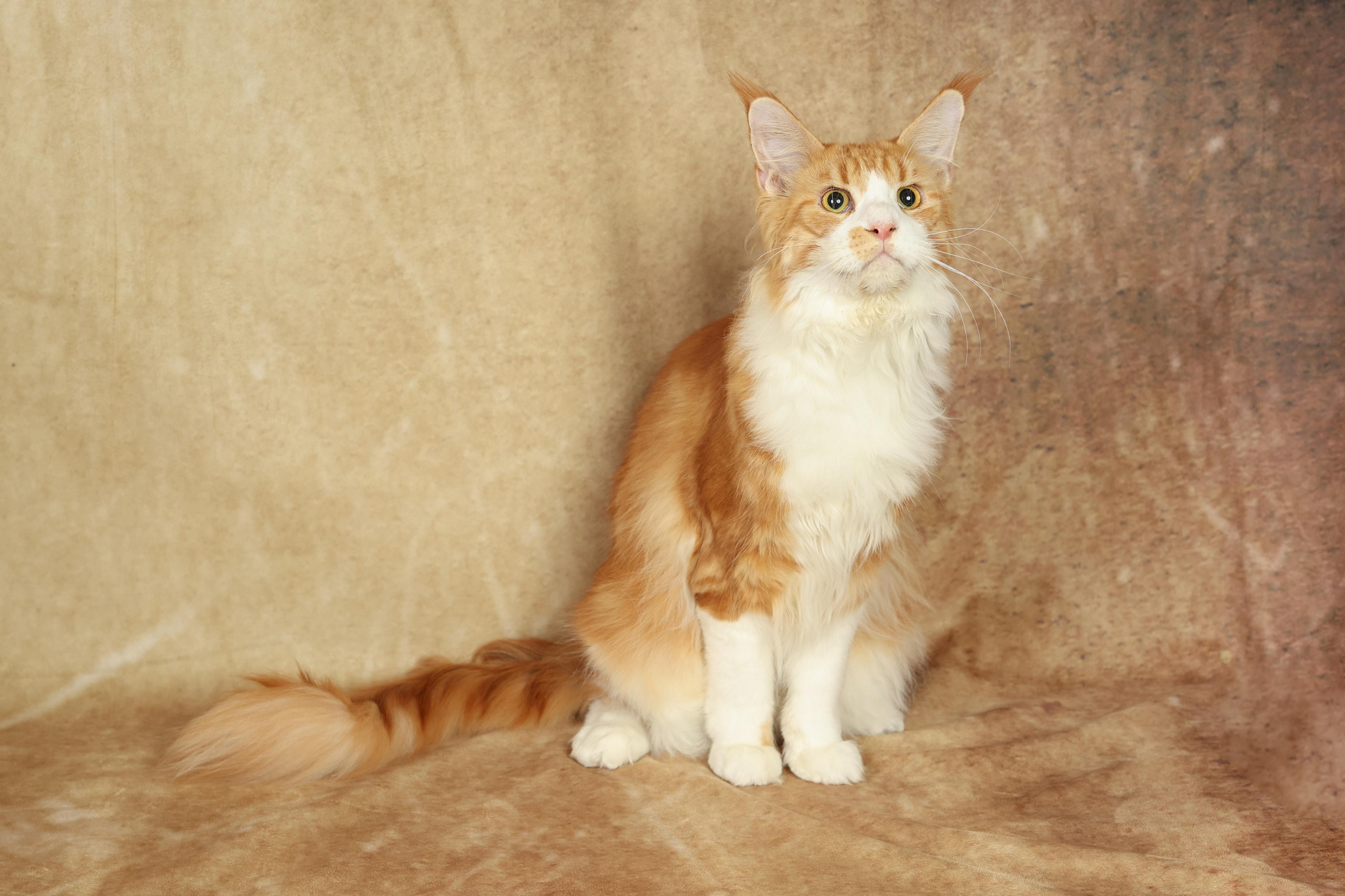 Cats. Time machine Studio