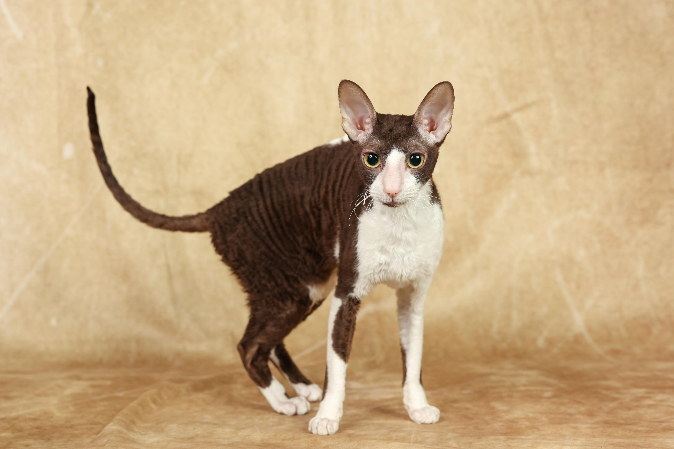 Cats. Time machine Studio