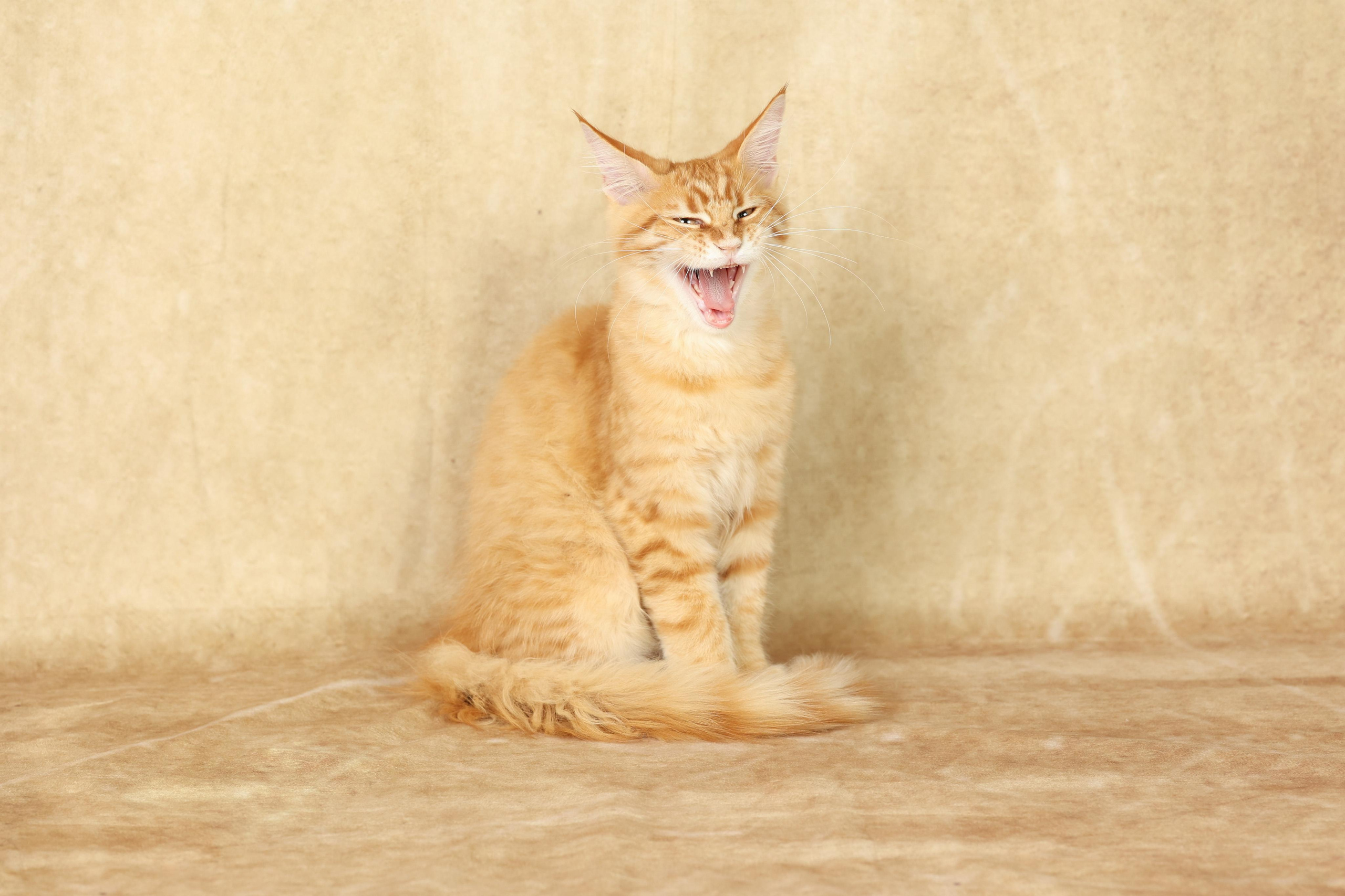 Cats. Time machine Studio