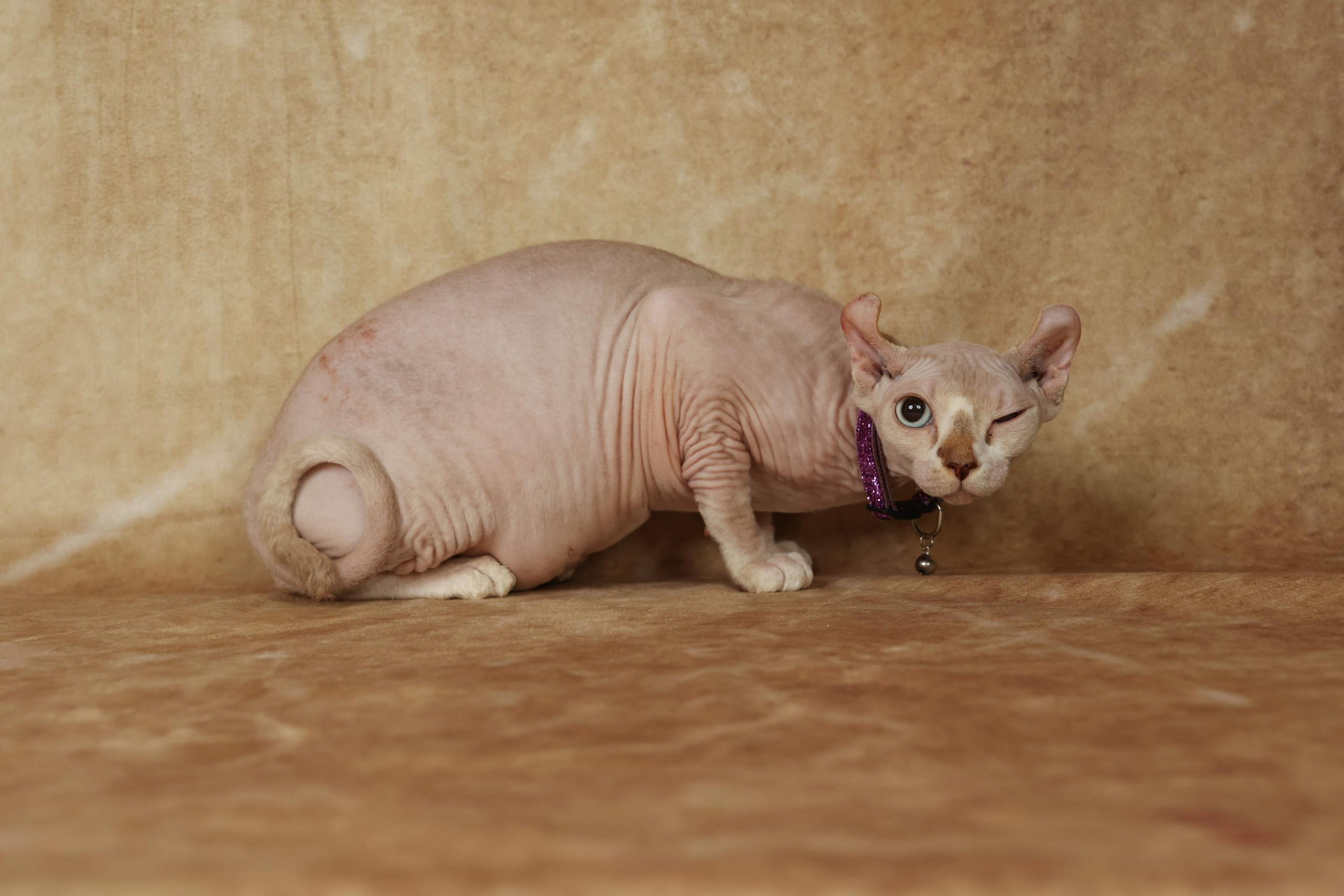 Cats. Time machine Studio