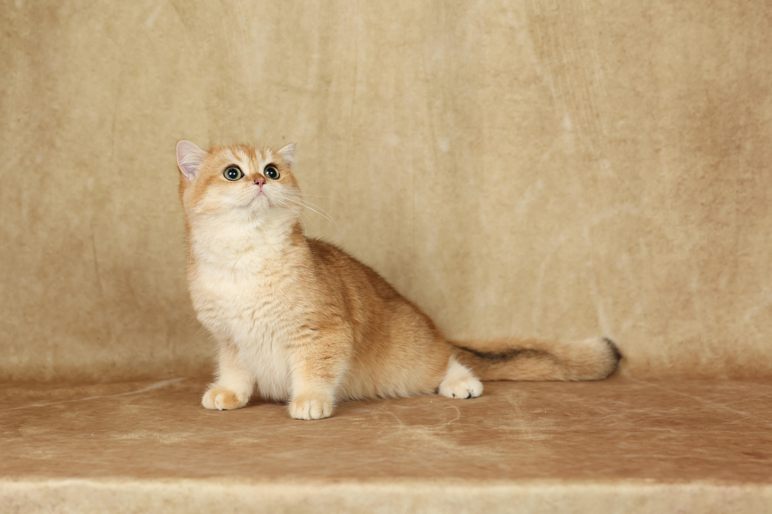 Cats. Time machine Studio