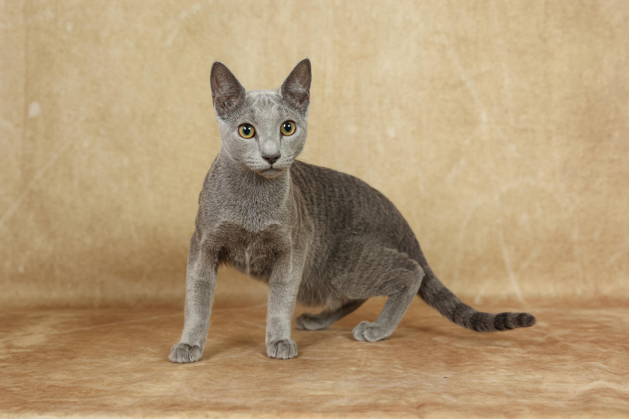 Cats. Time machine Studio