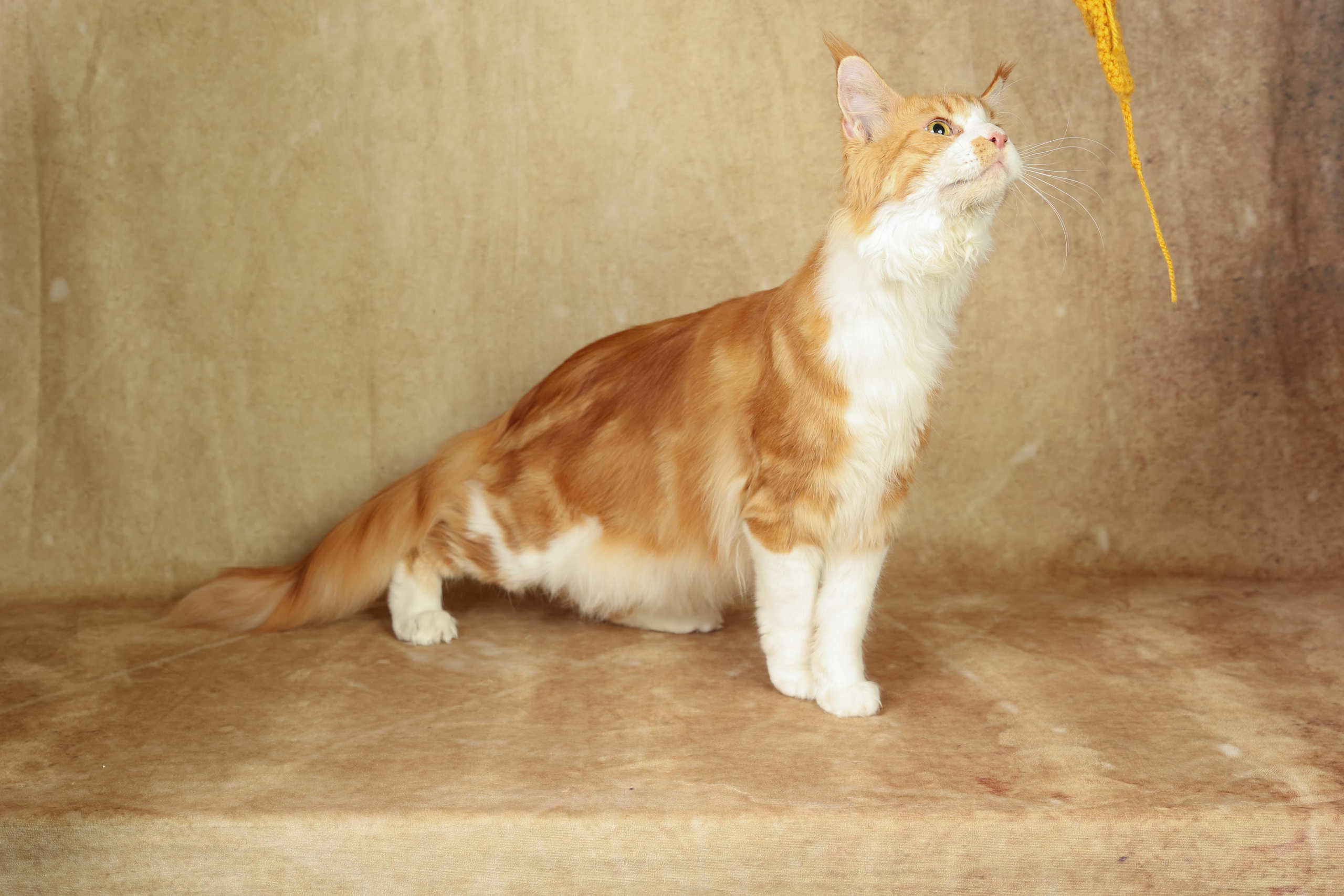 Cats. Time machine Studio