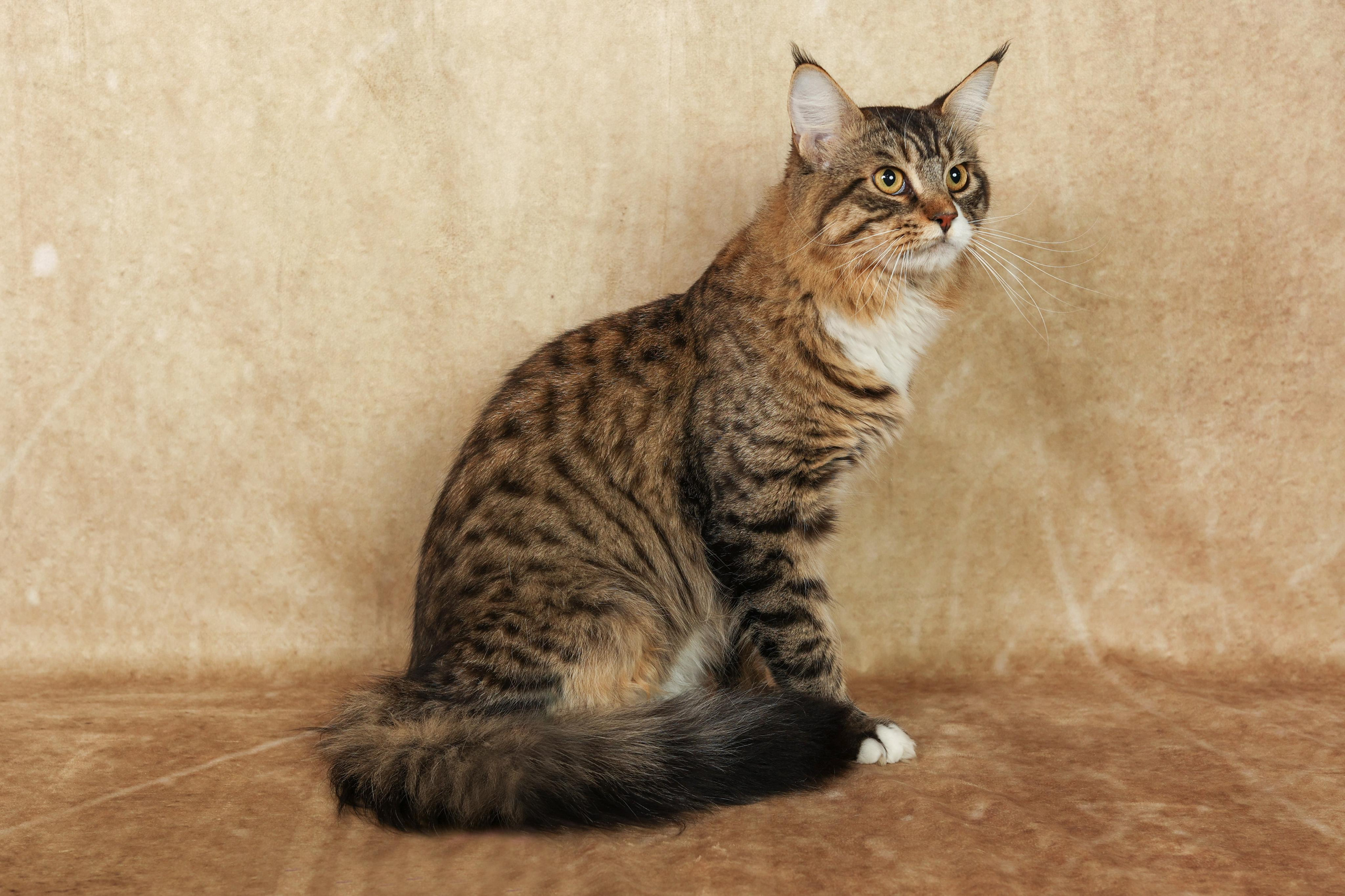 Cats. Time machine Studio