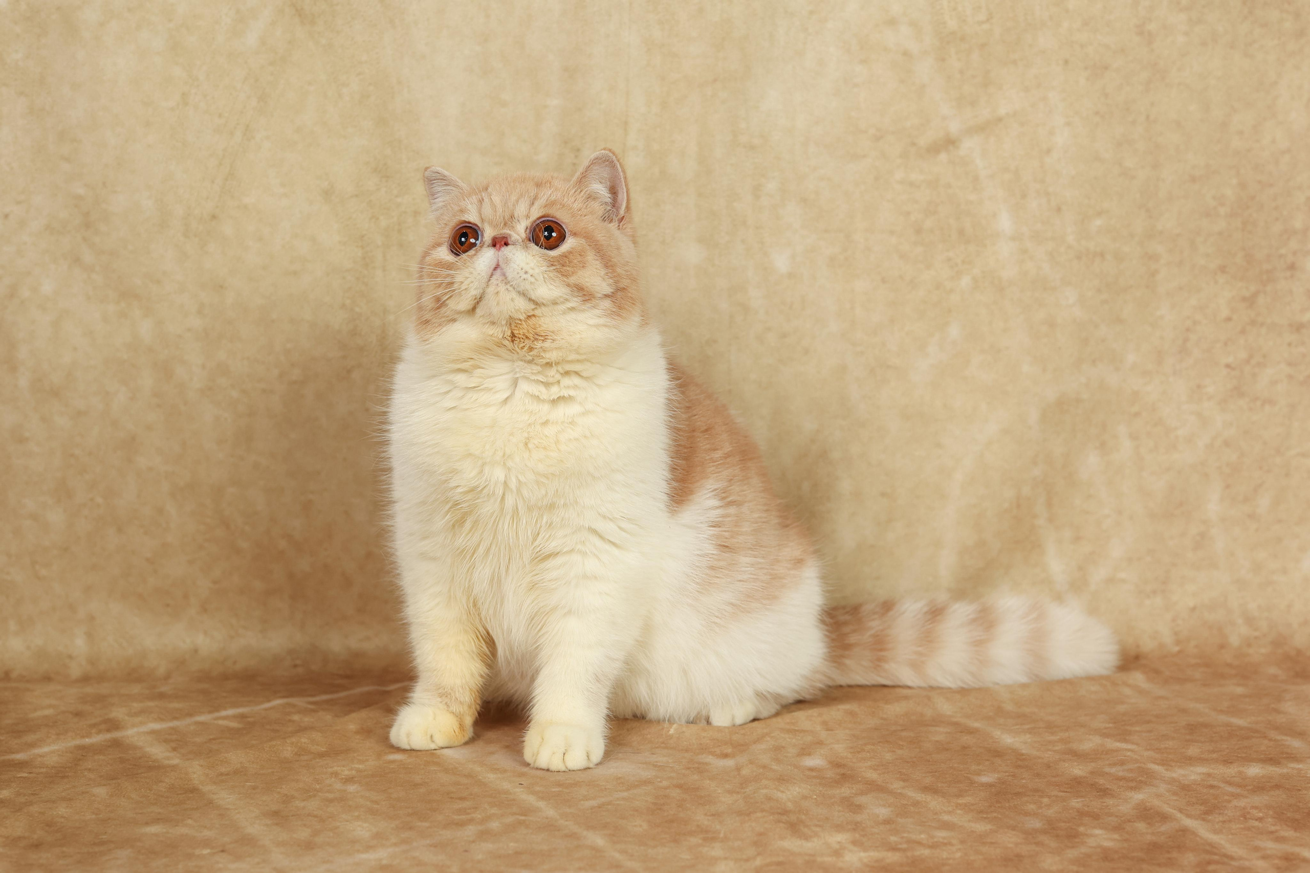 Cats. Time machine Studio