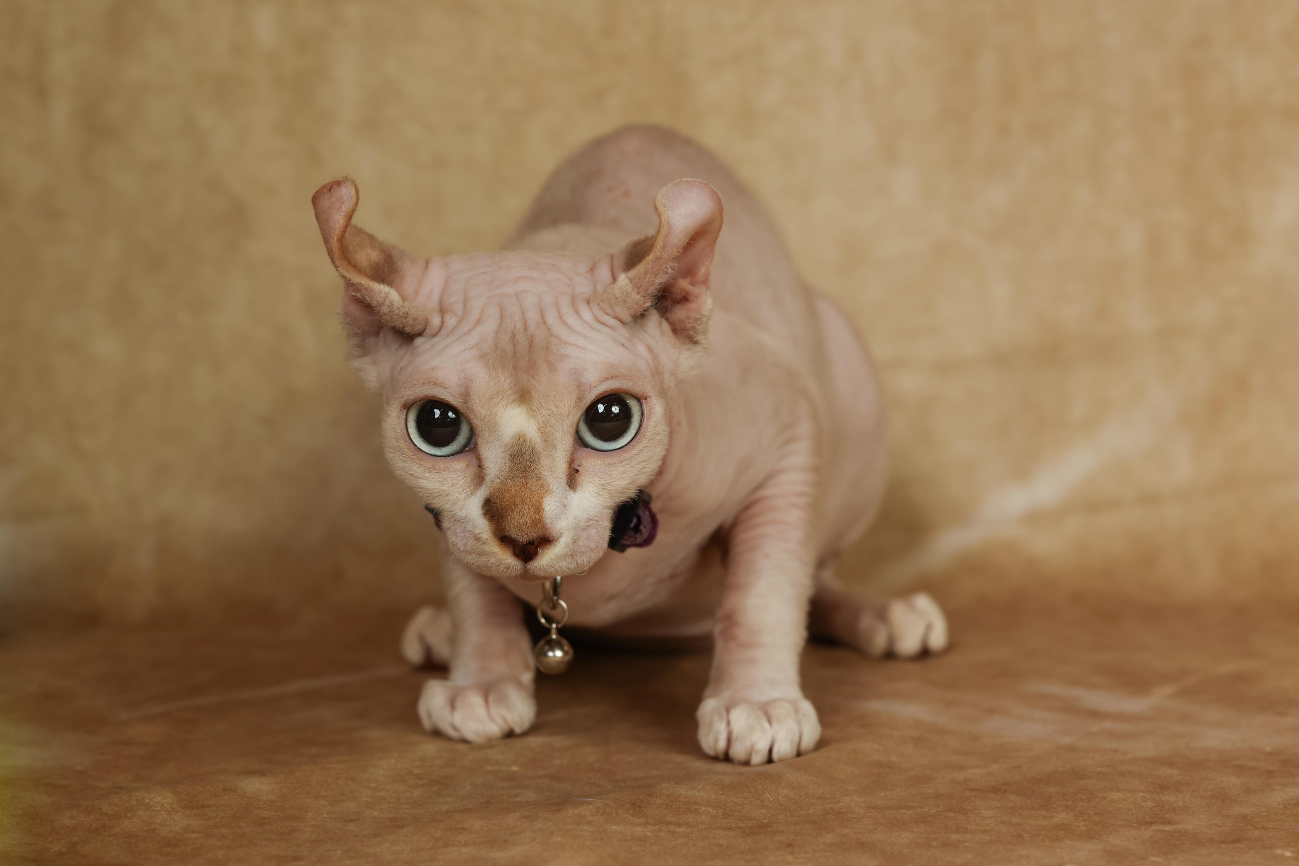 Cats. Time machine Studio