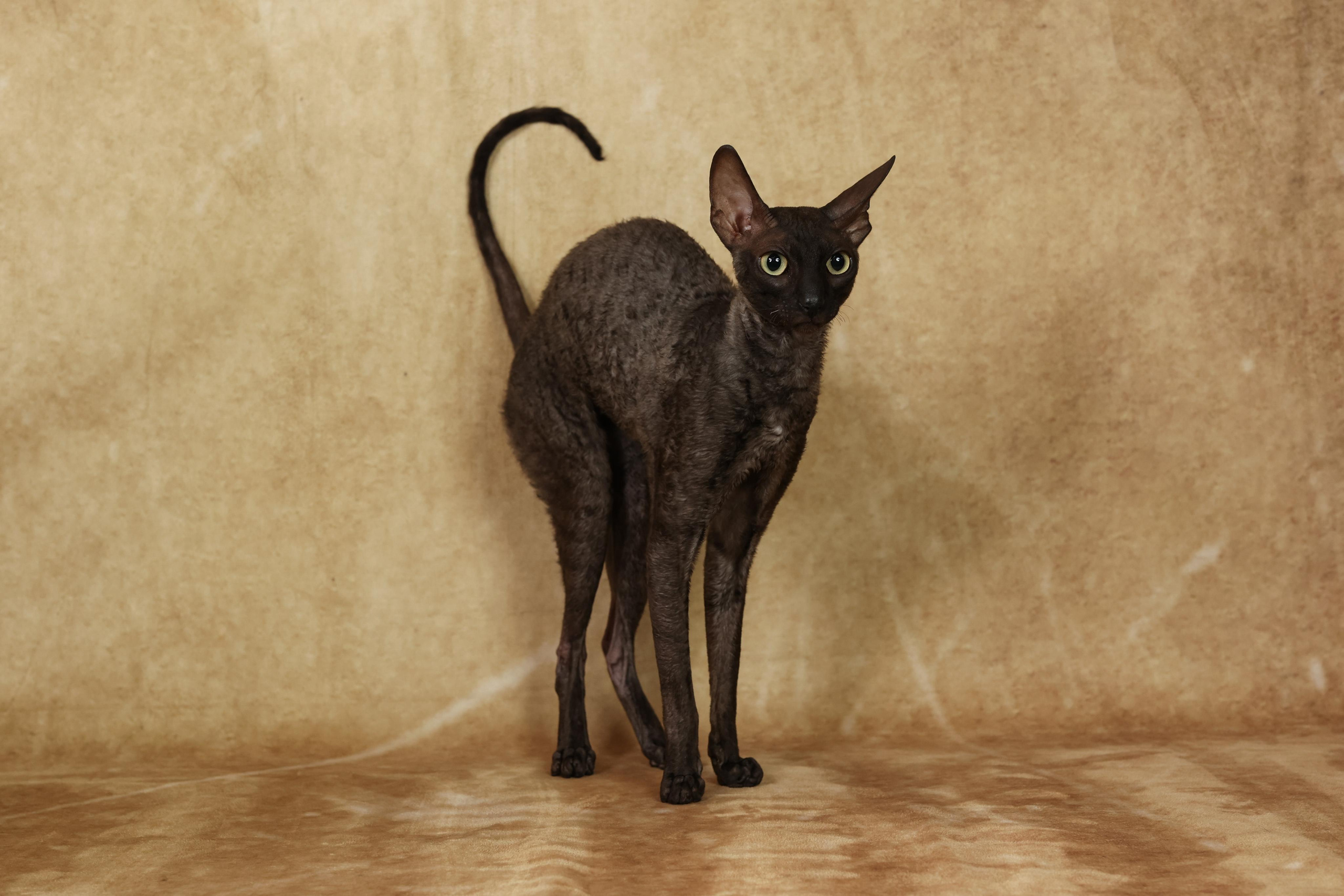 Cats. Time machine Studio