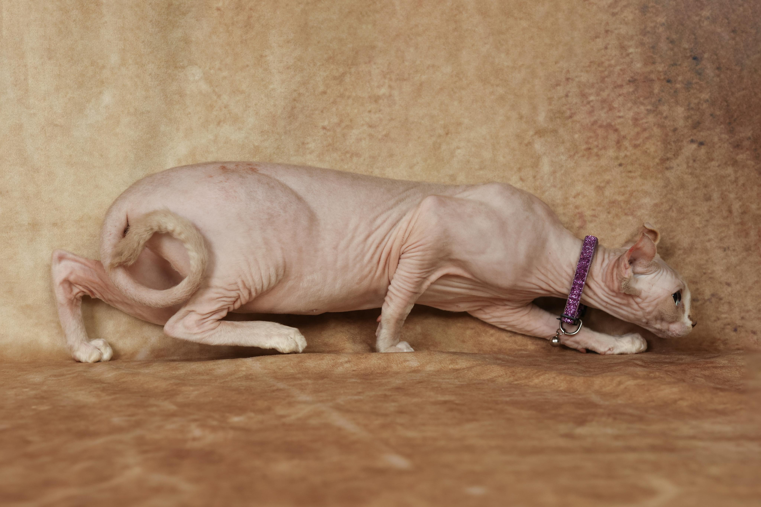 Cats. Time machine Studio