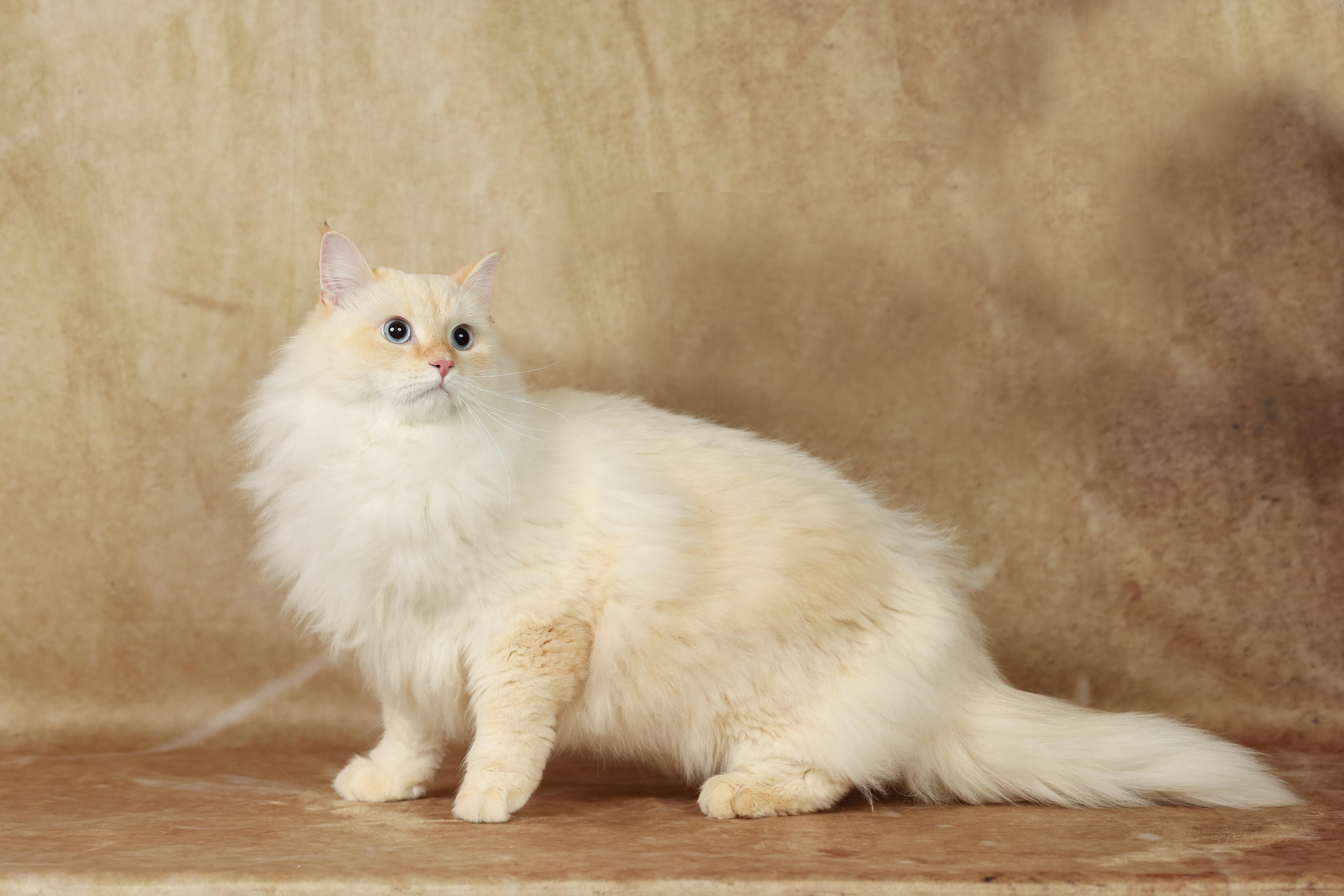 Cats. Time machine Studio