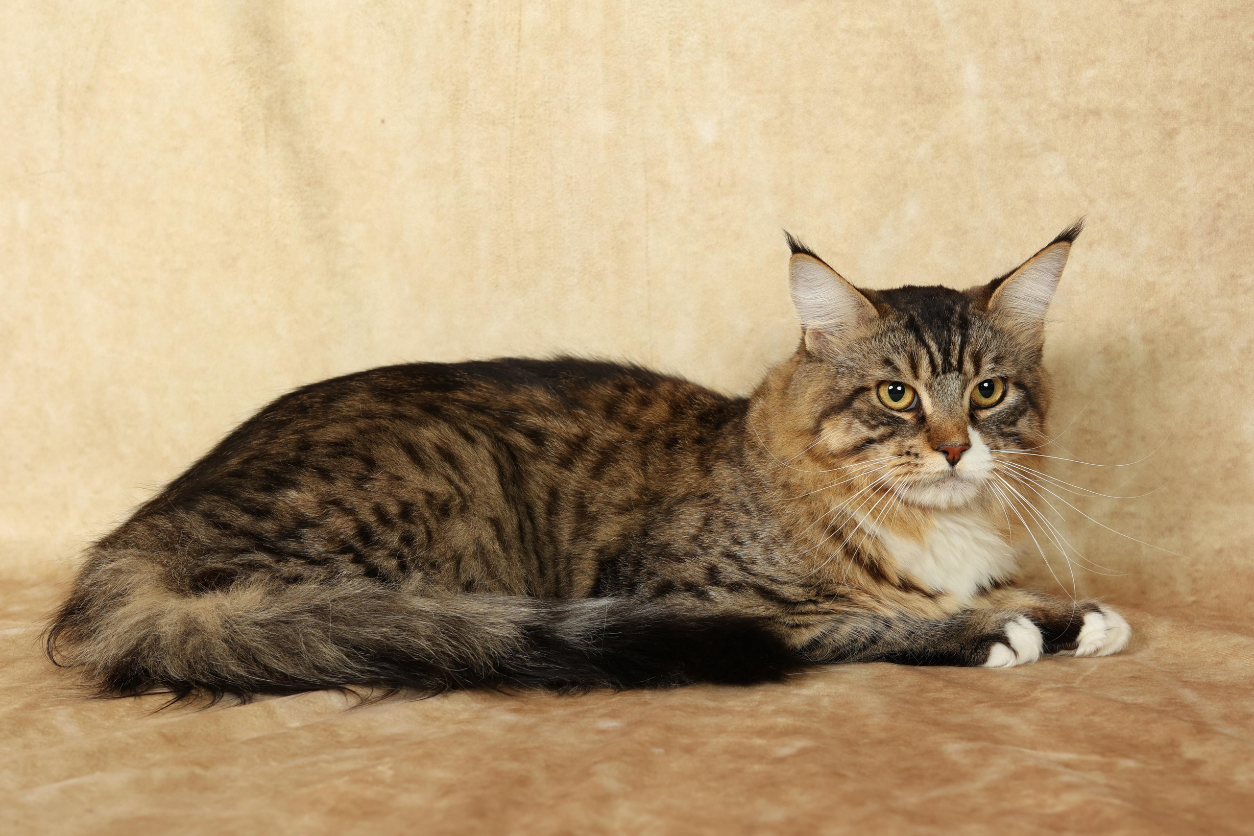 Cats. Time machine Studio