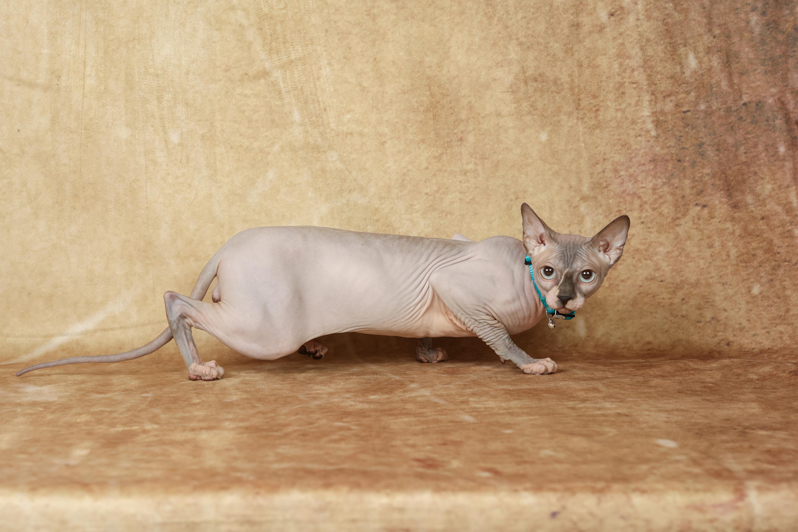 Cats. Time machine Studio