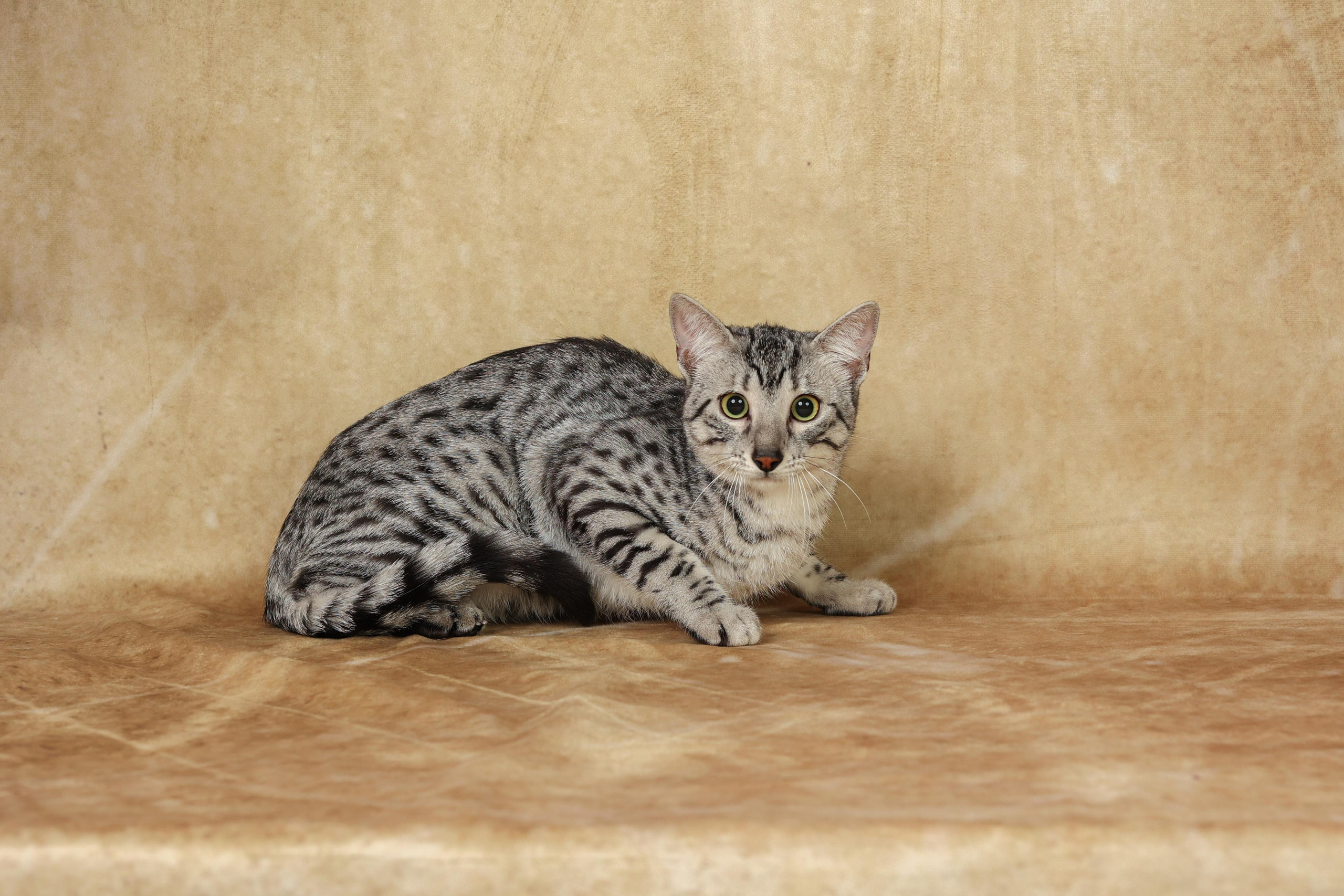 Cats. Time machine Studio