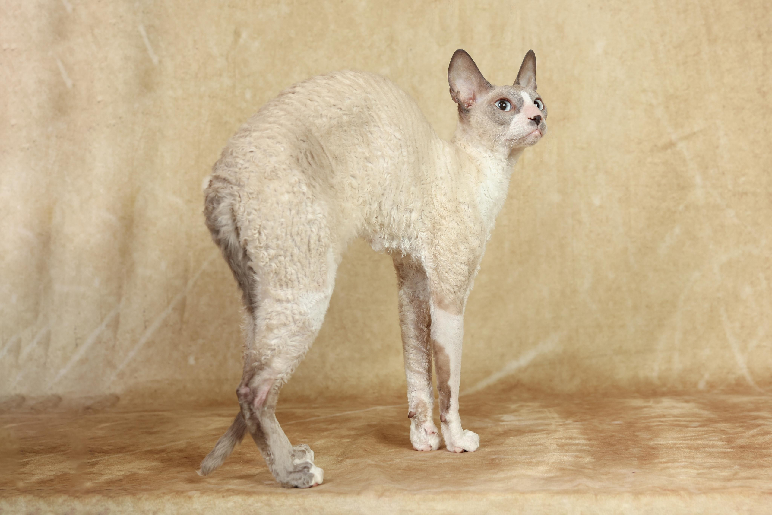 Cats. Time machine Studio