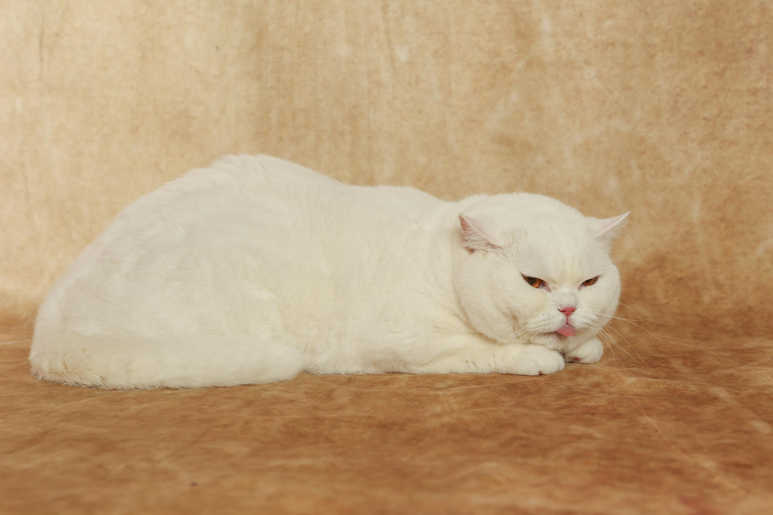 Cats. Time machine Studio