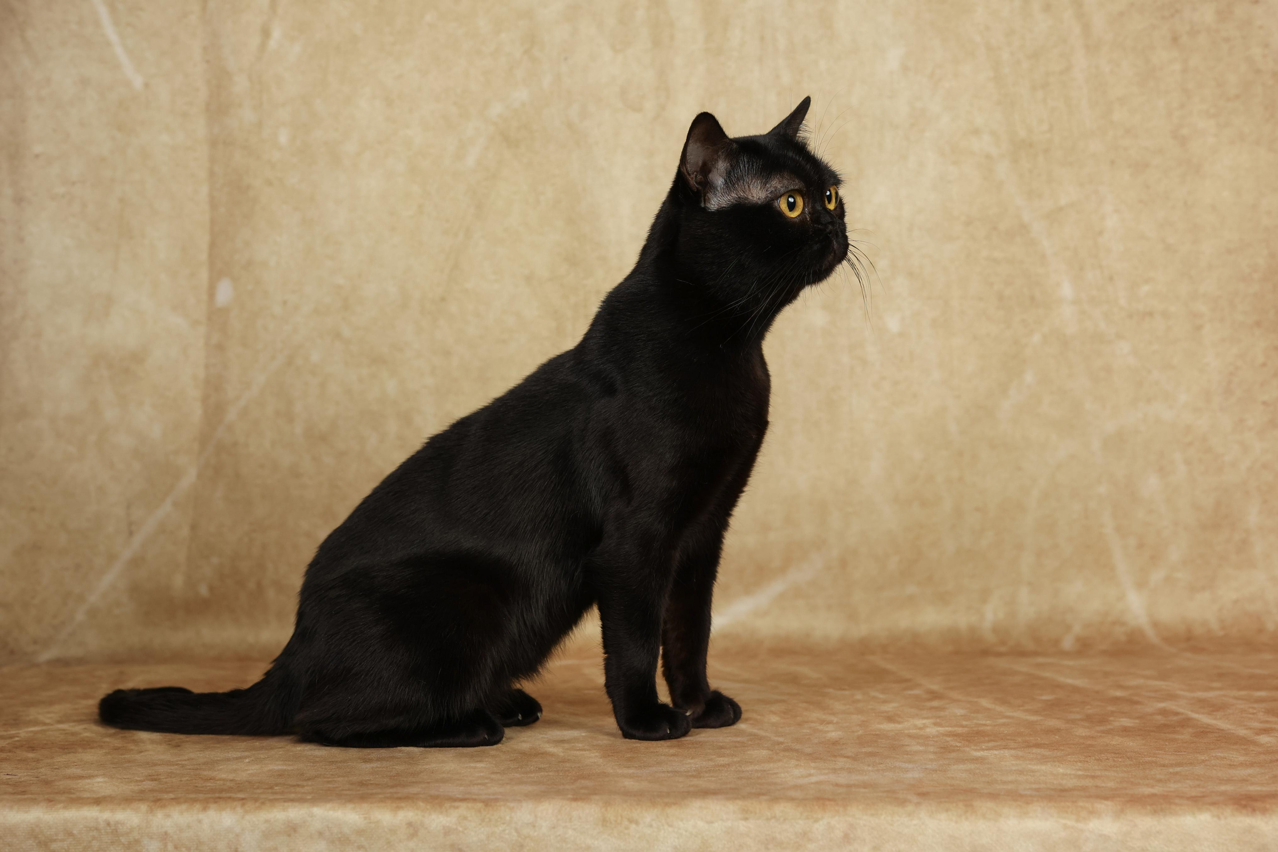 Cats. Time machine Studio