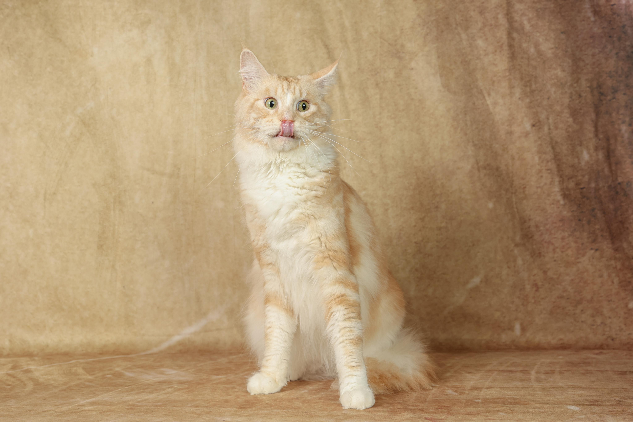 Cats. Time machine Studio